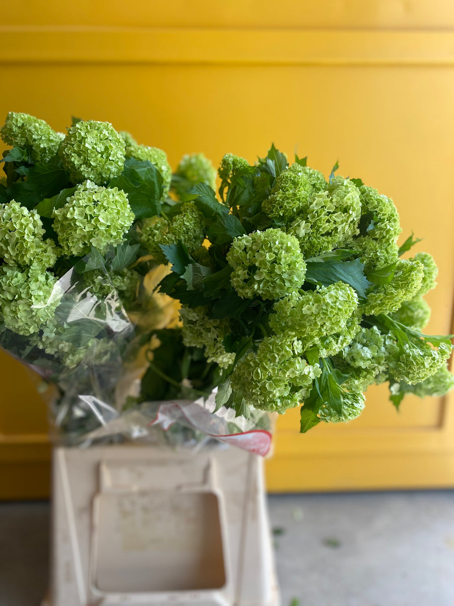 VIBURNUM Roseum Small ڤايبرونا Bloom Inn SA