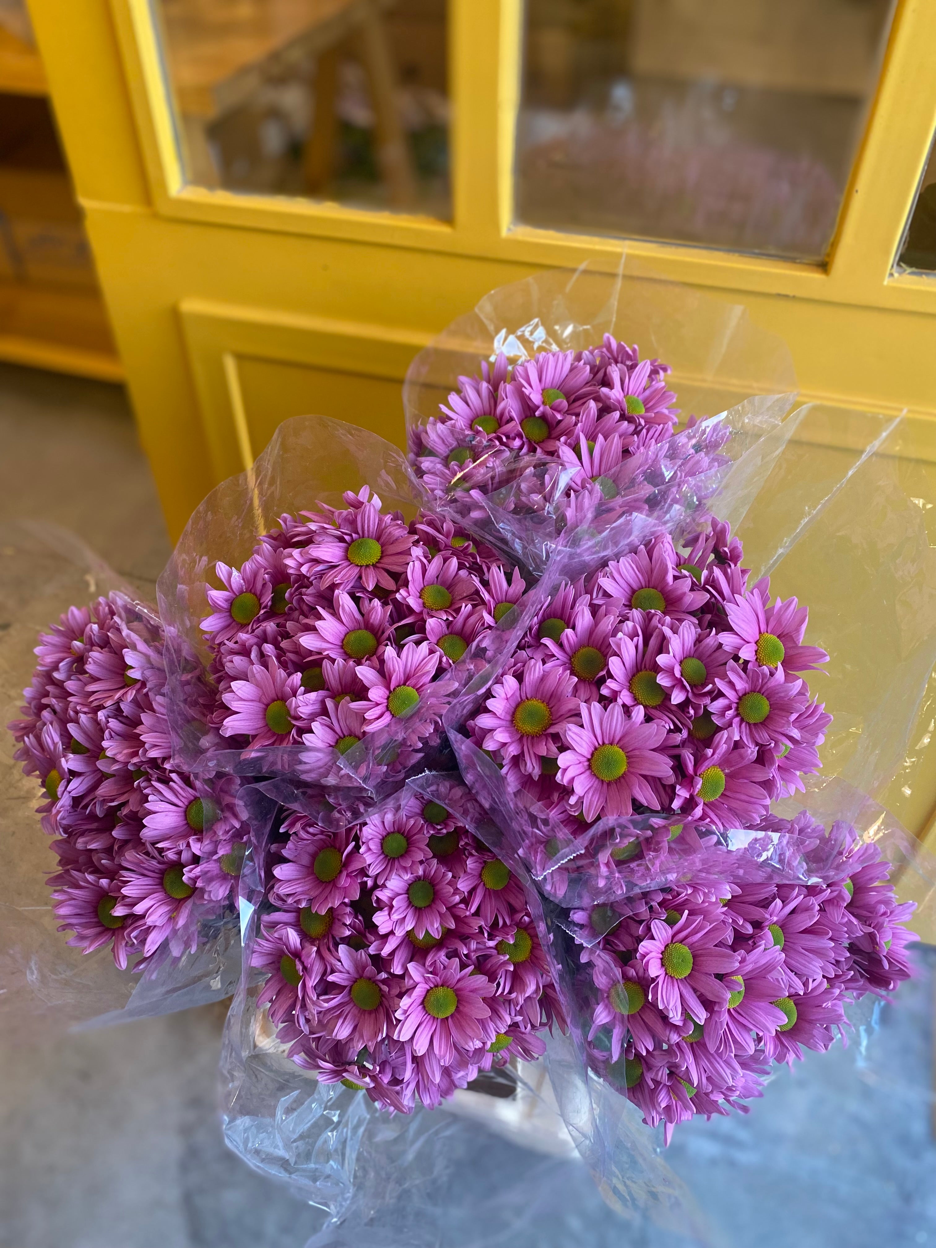 Chrysanthemum Pink Green EG Chrysanthemum