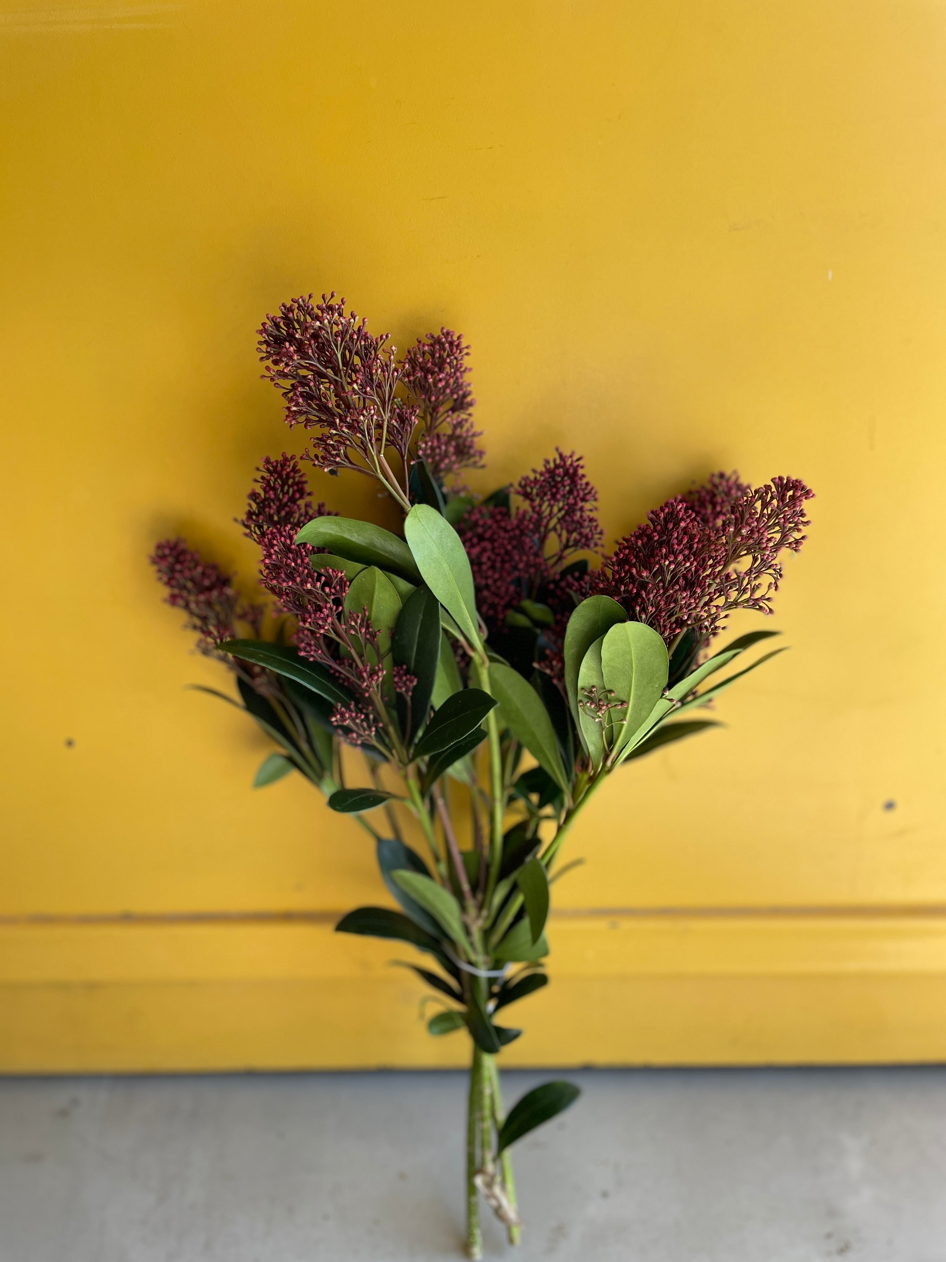 Skimmia Red سكيما