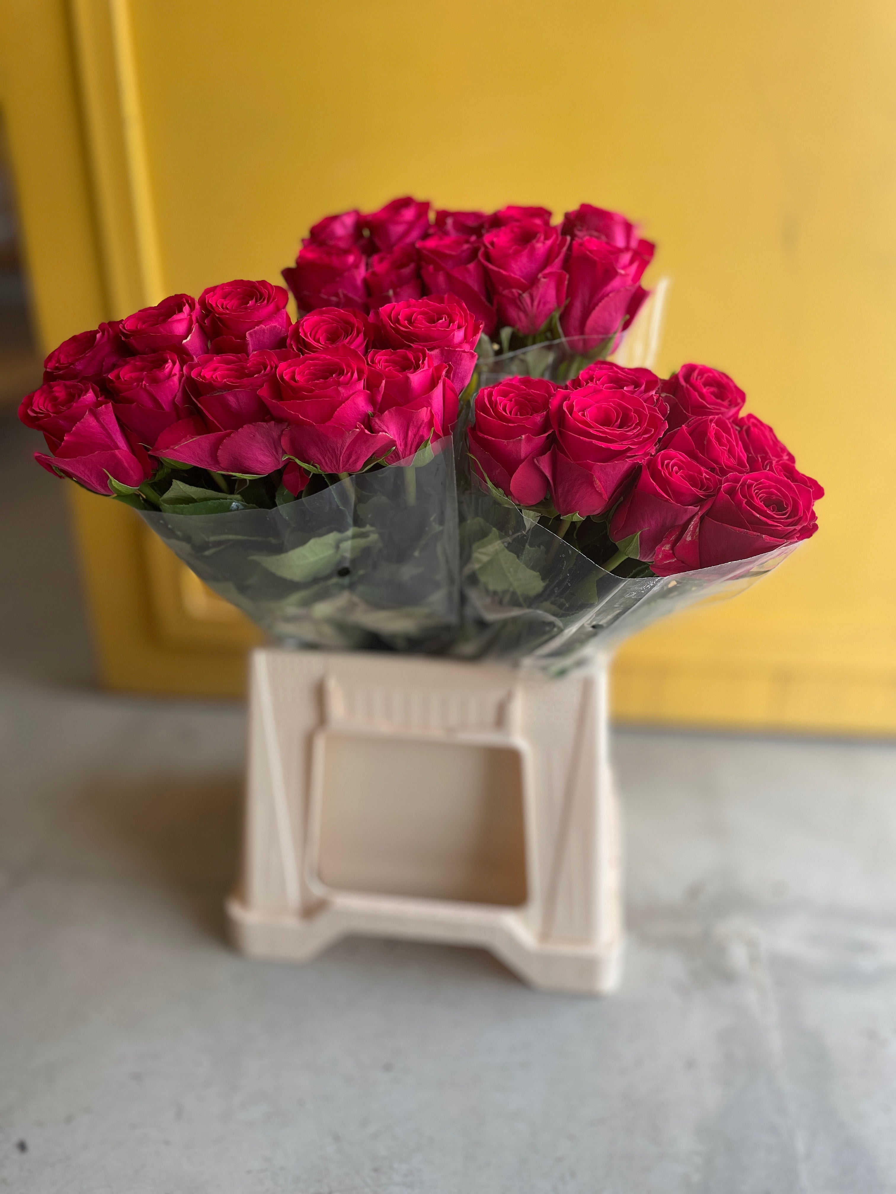 Rose Madam Cerise روز