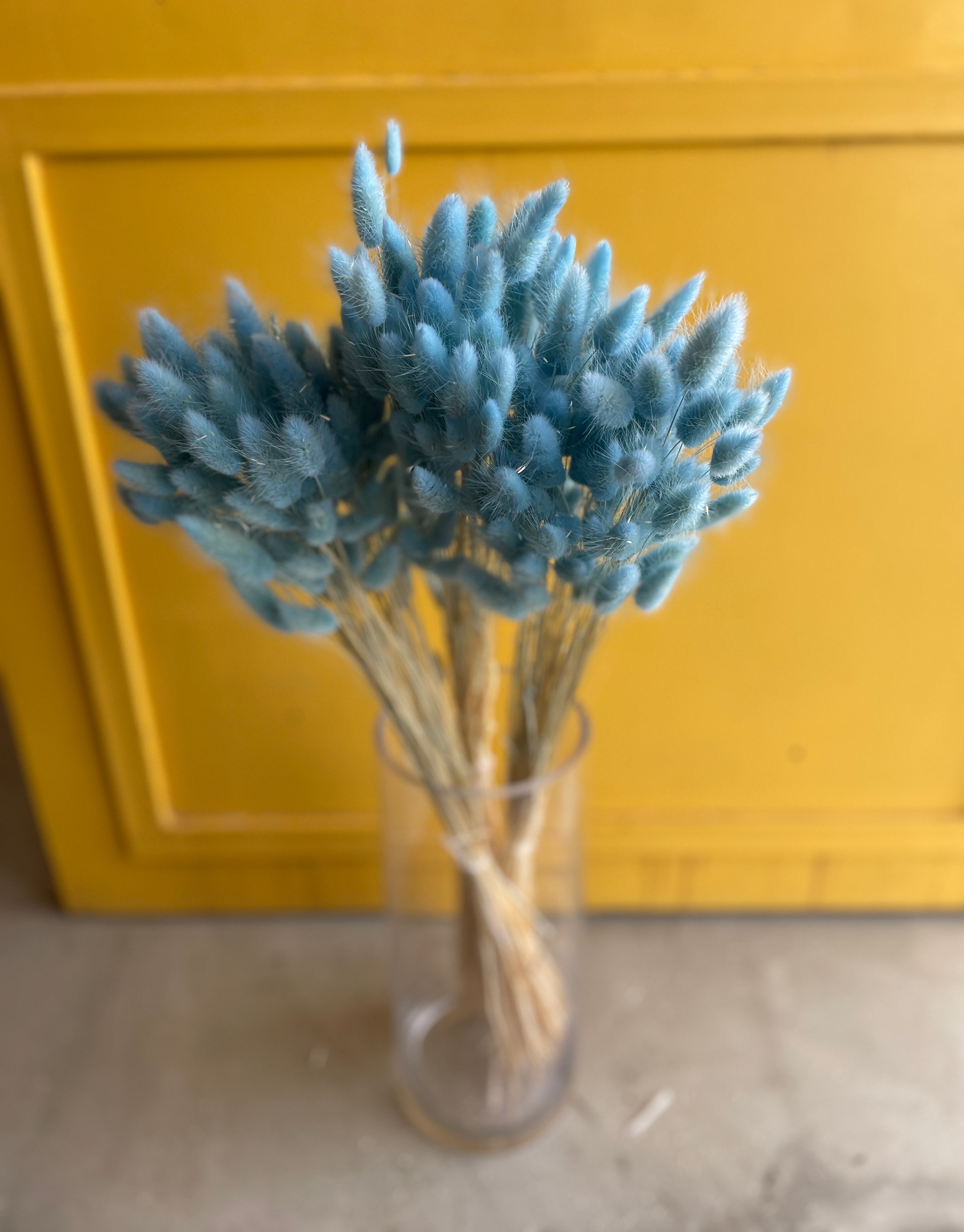 Phalaris Light Blue