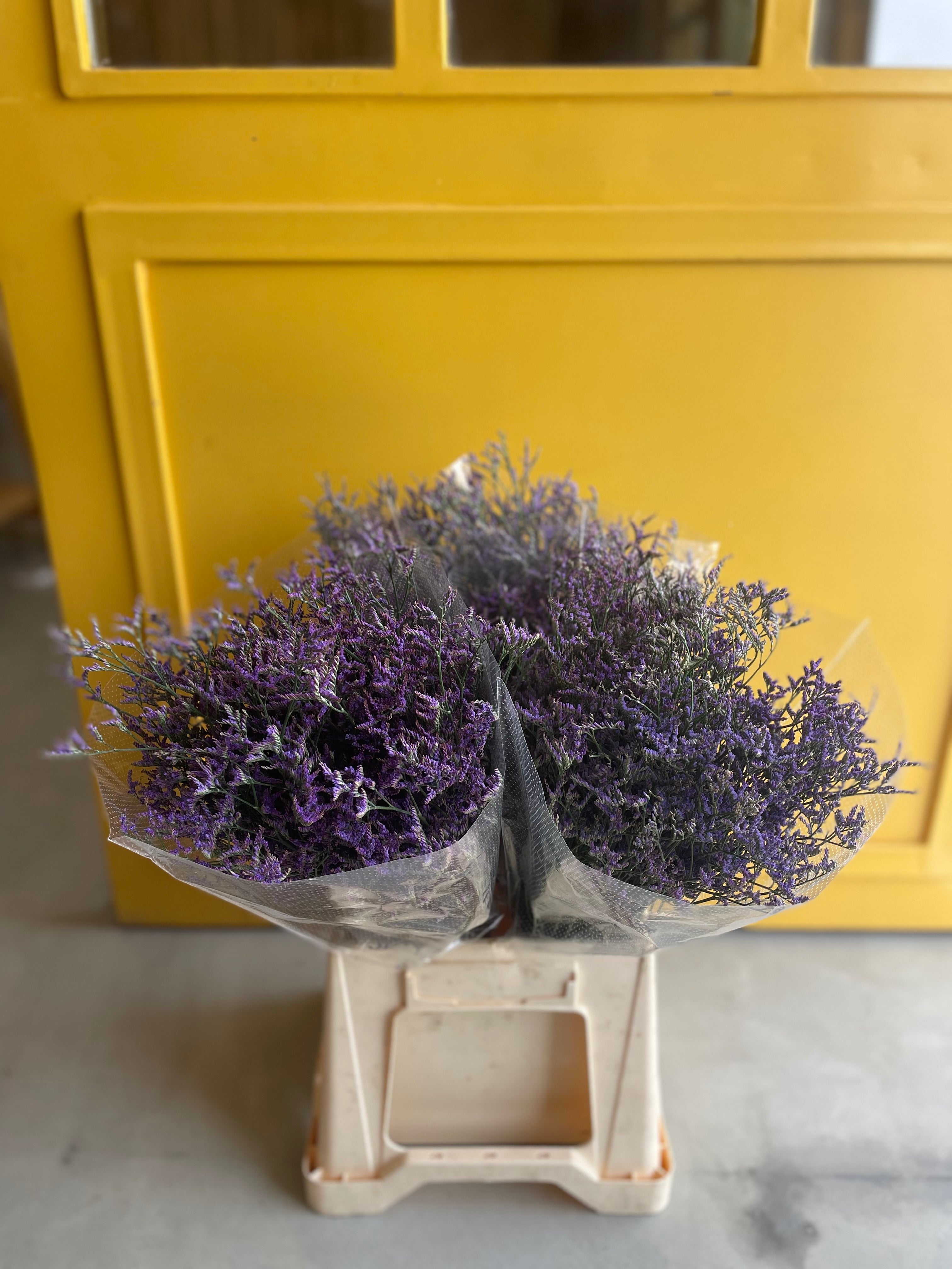 Limonium Safora Purple ليمونيوم