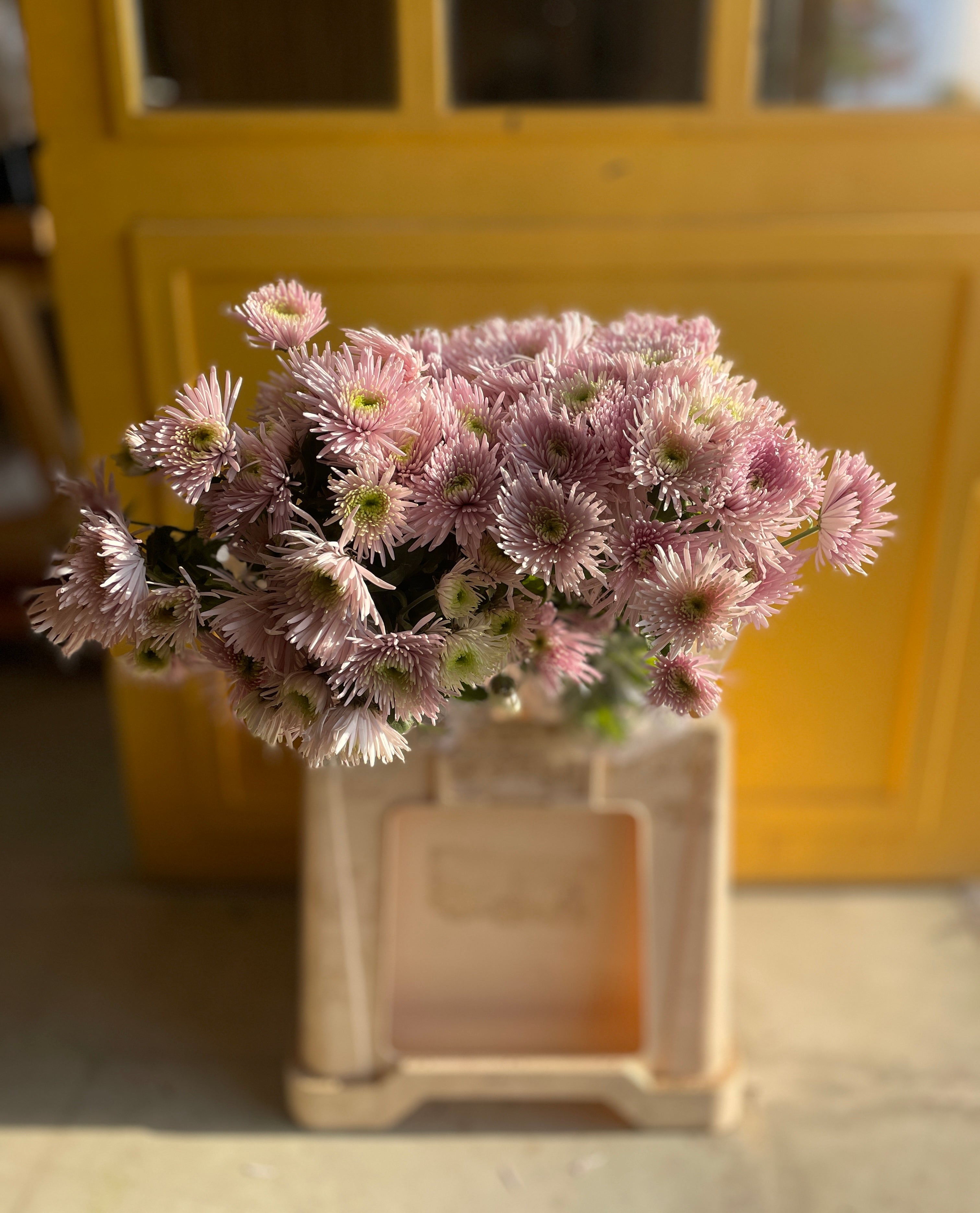 Chrysanthemum Spider Pink EG