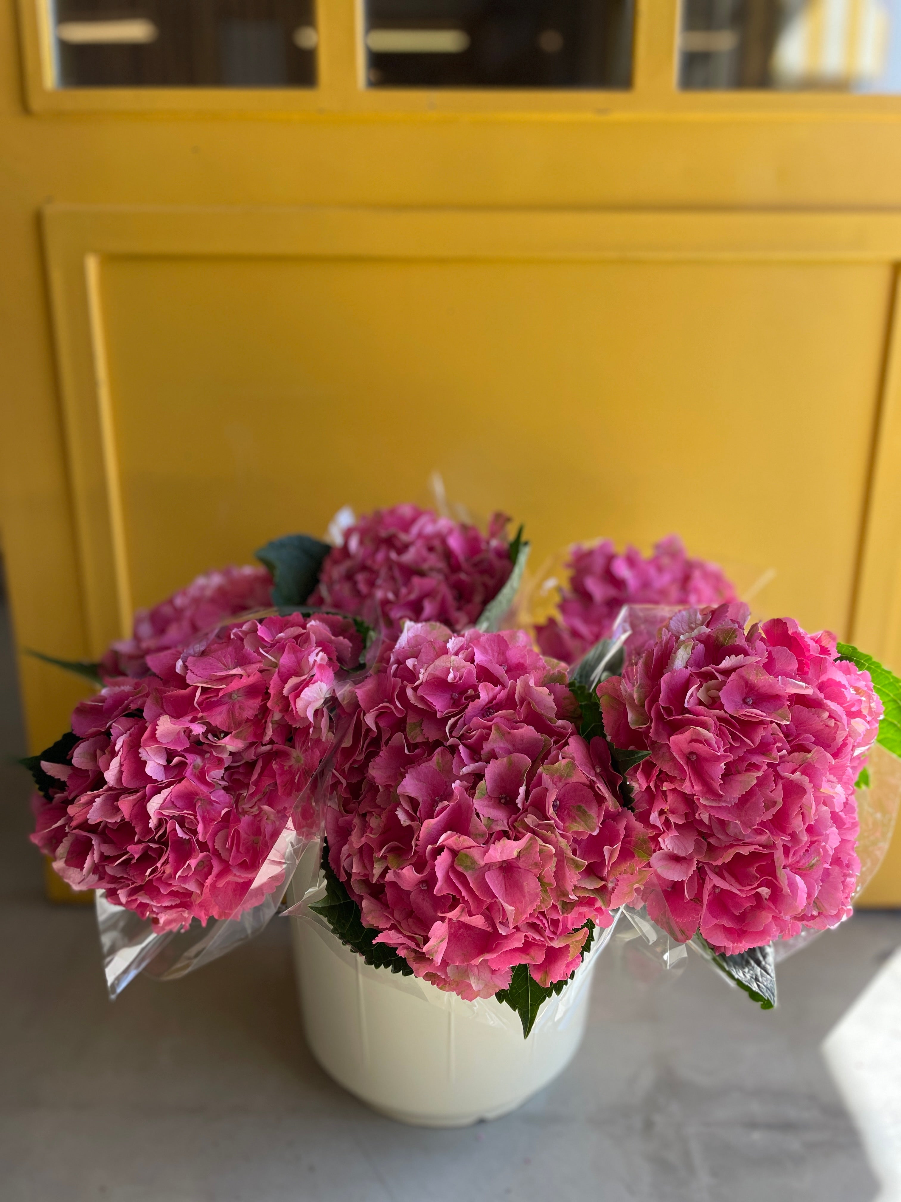 Hydrangea Dark Pink KE هايدرنجيا