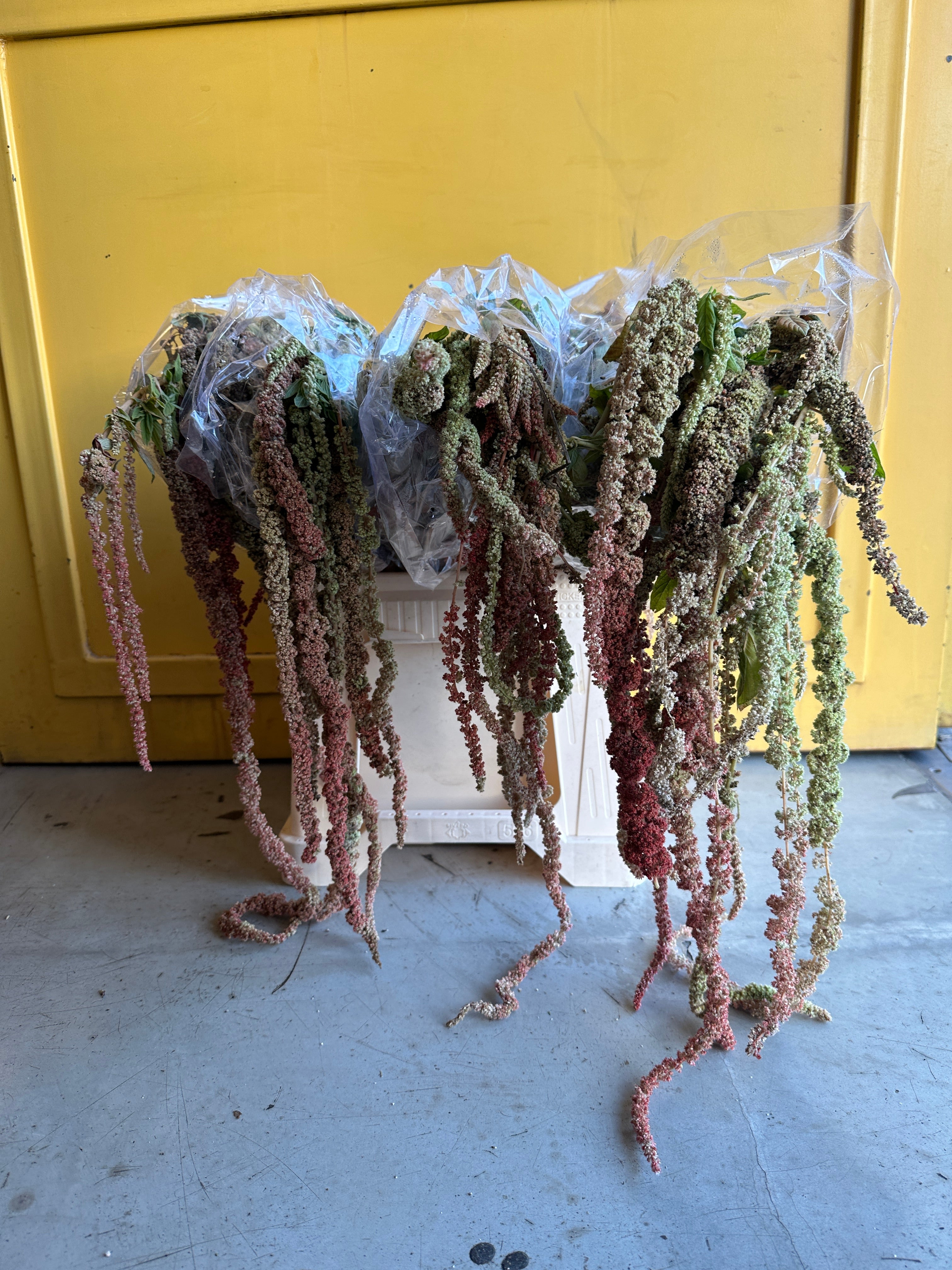 Amaranthus Orange Eg