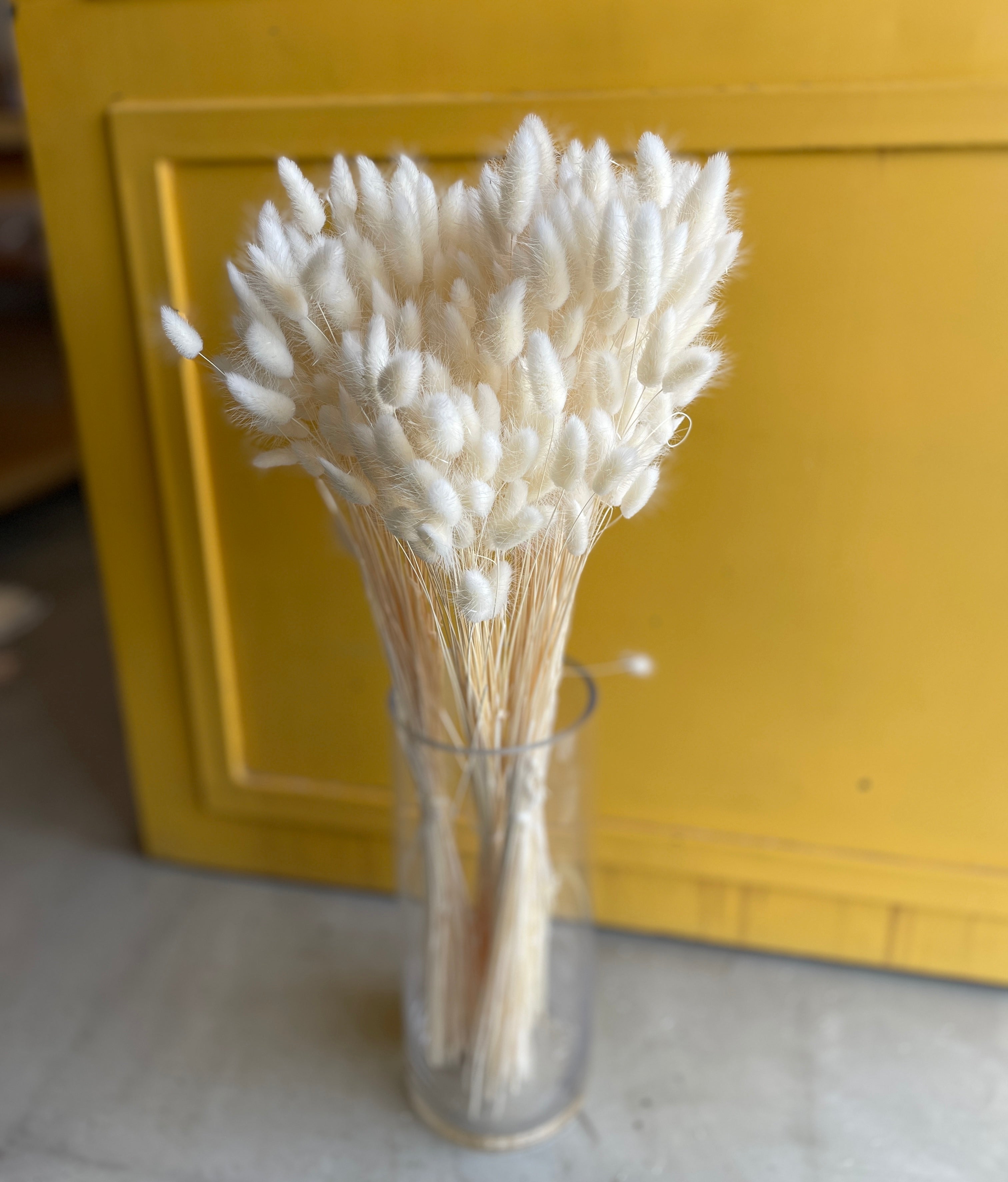 Phalaris White