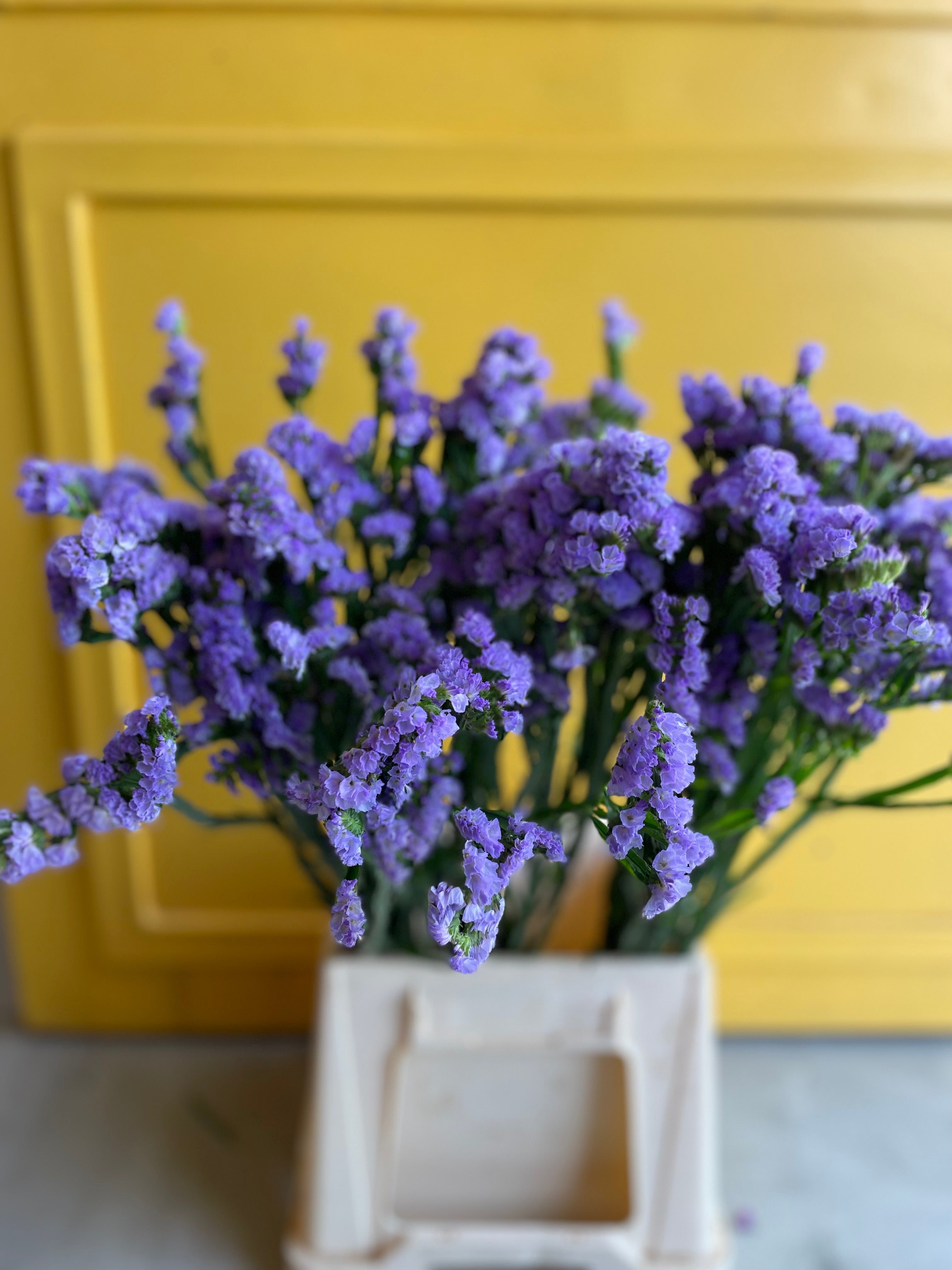 Statice Light Purple KE ستاتس