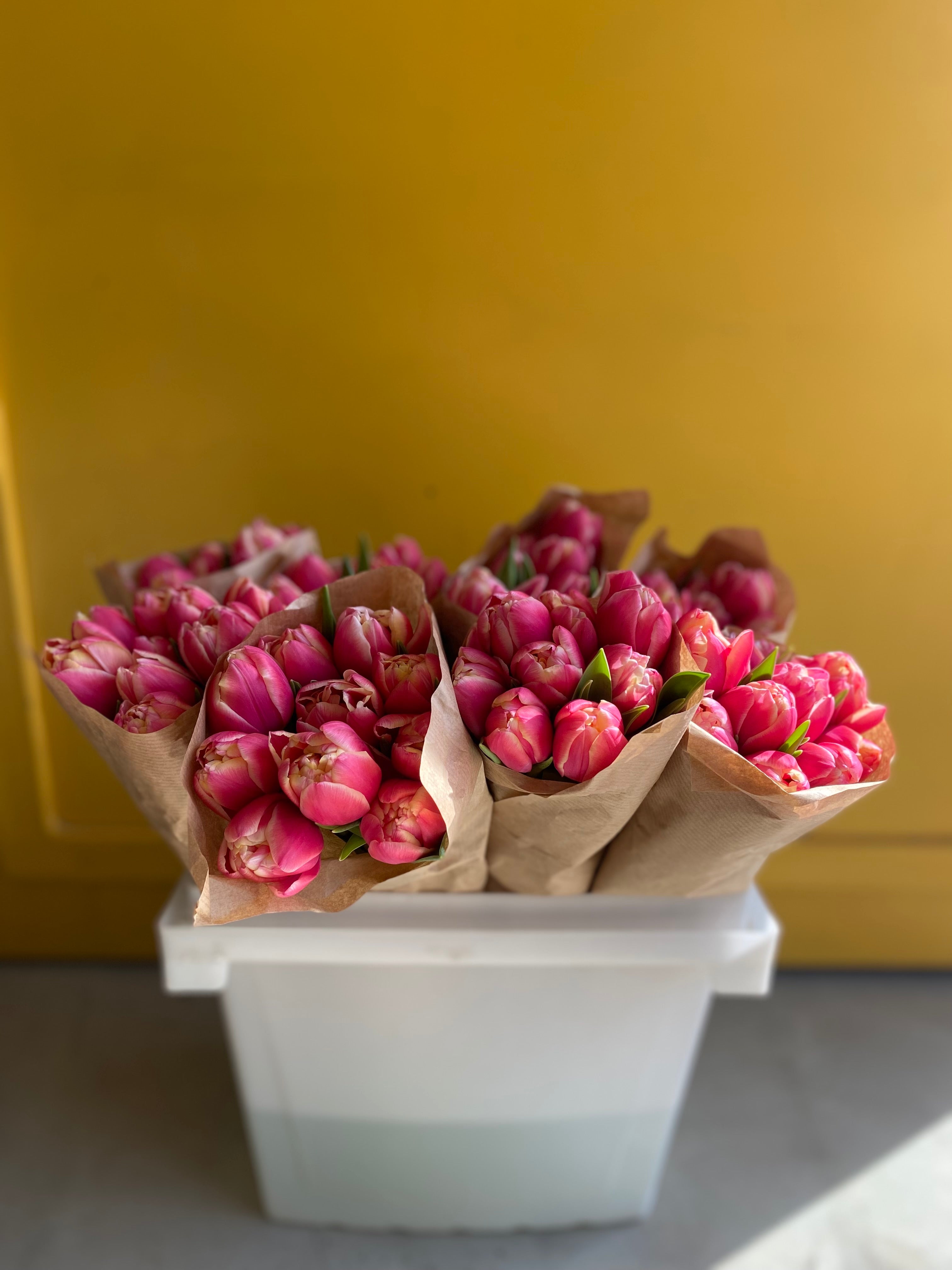Tulip Double Red White توليب