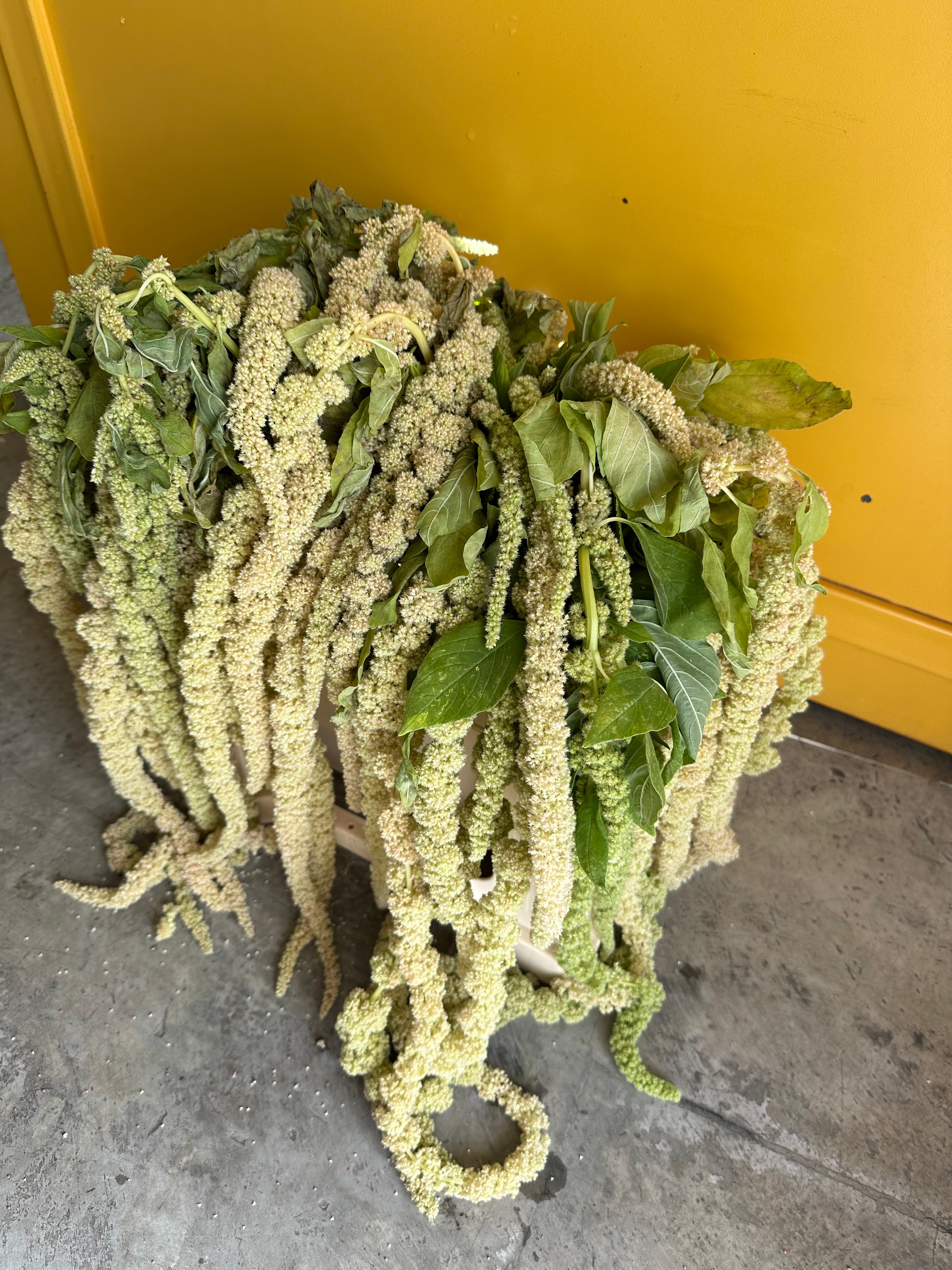 Amaranthus EG
