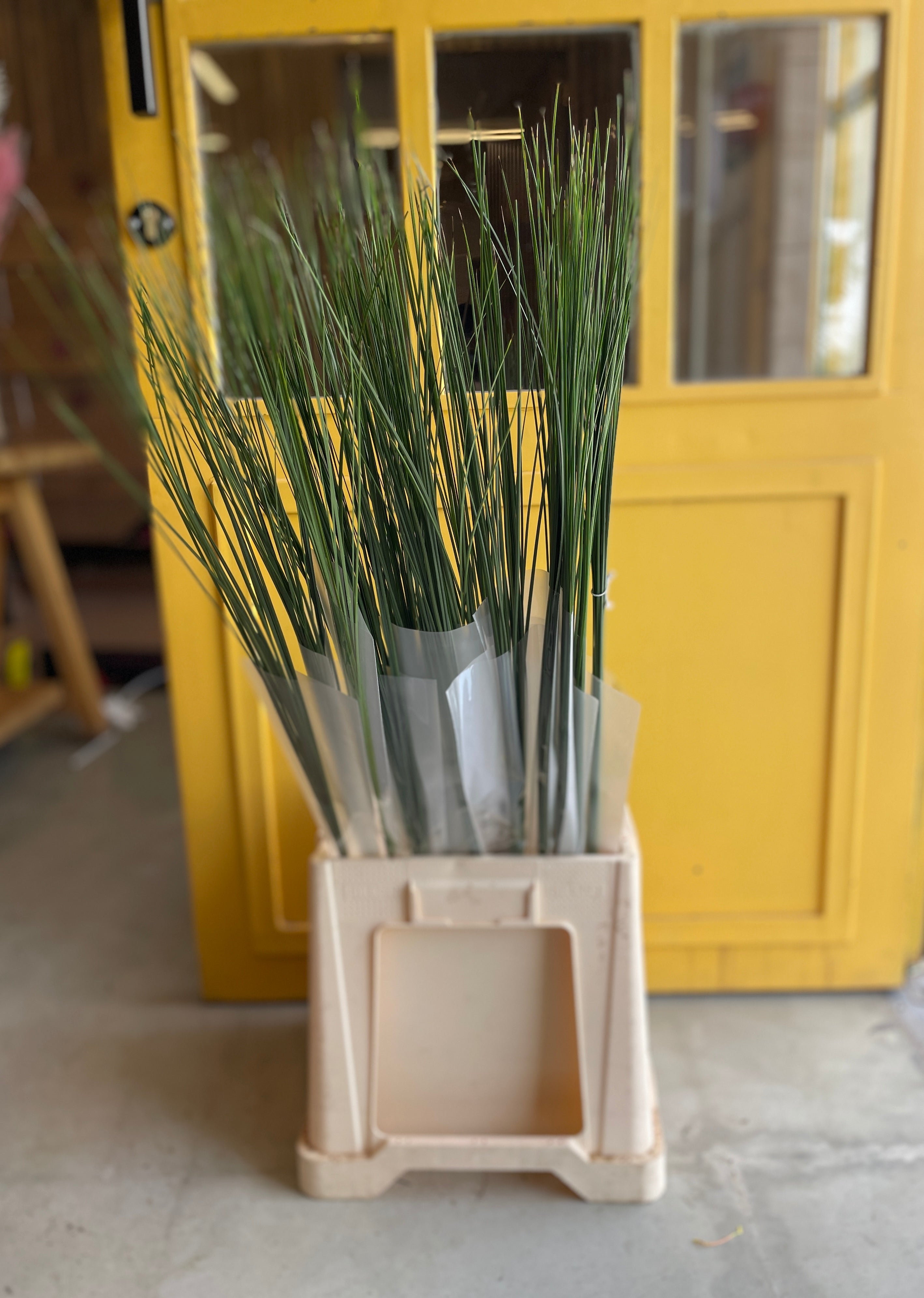 CUTGREENS EQUISETUM