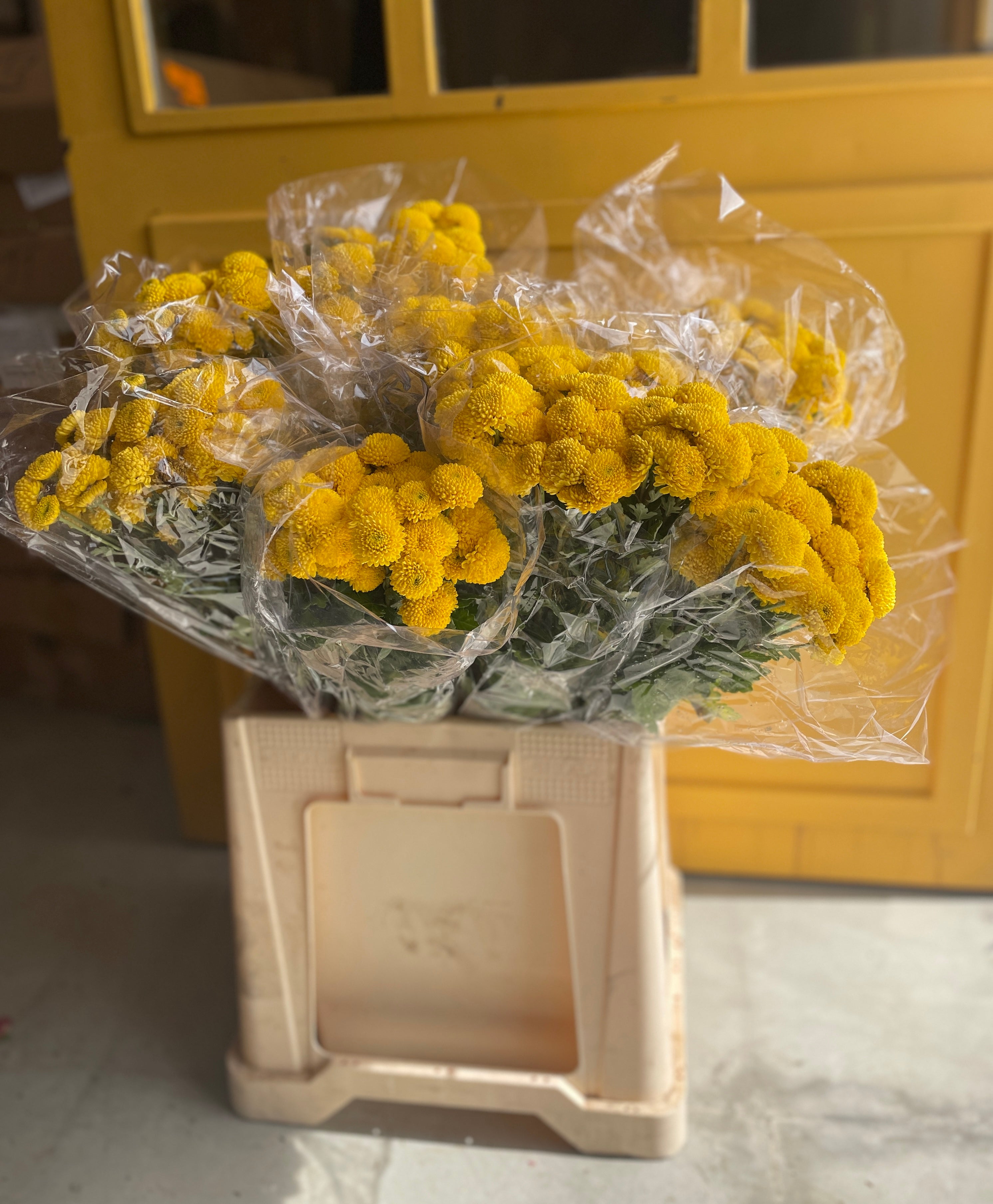 Chrysanthemum Loly Bop Yellow Eg كرسانثيوم