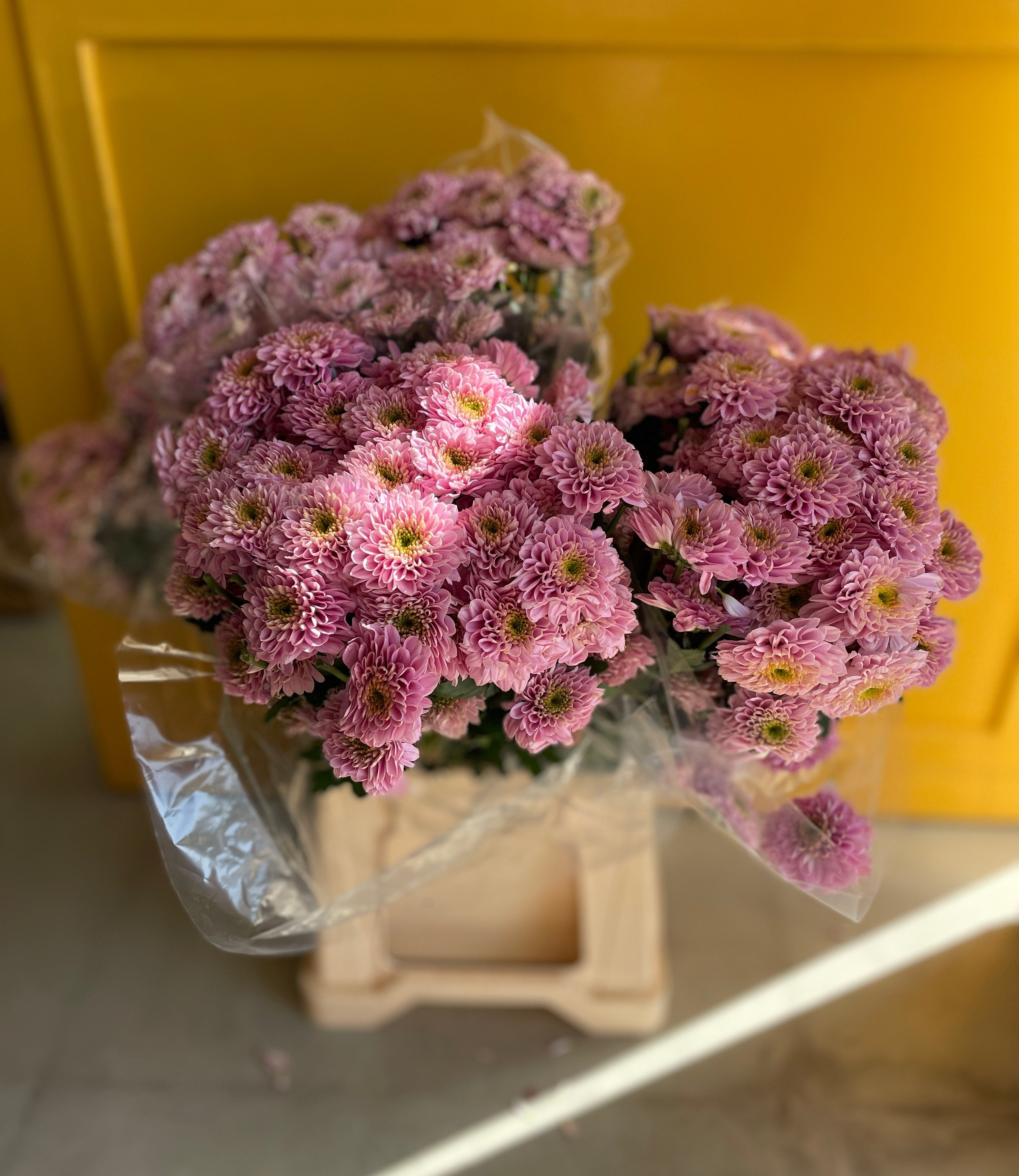 Chrysanthemum Santini Orange EG