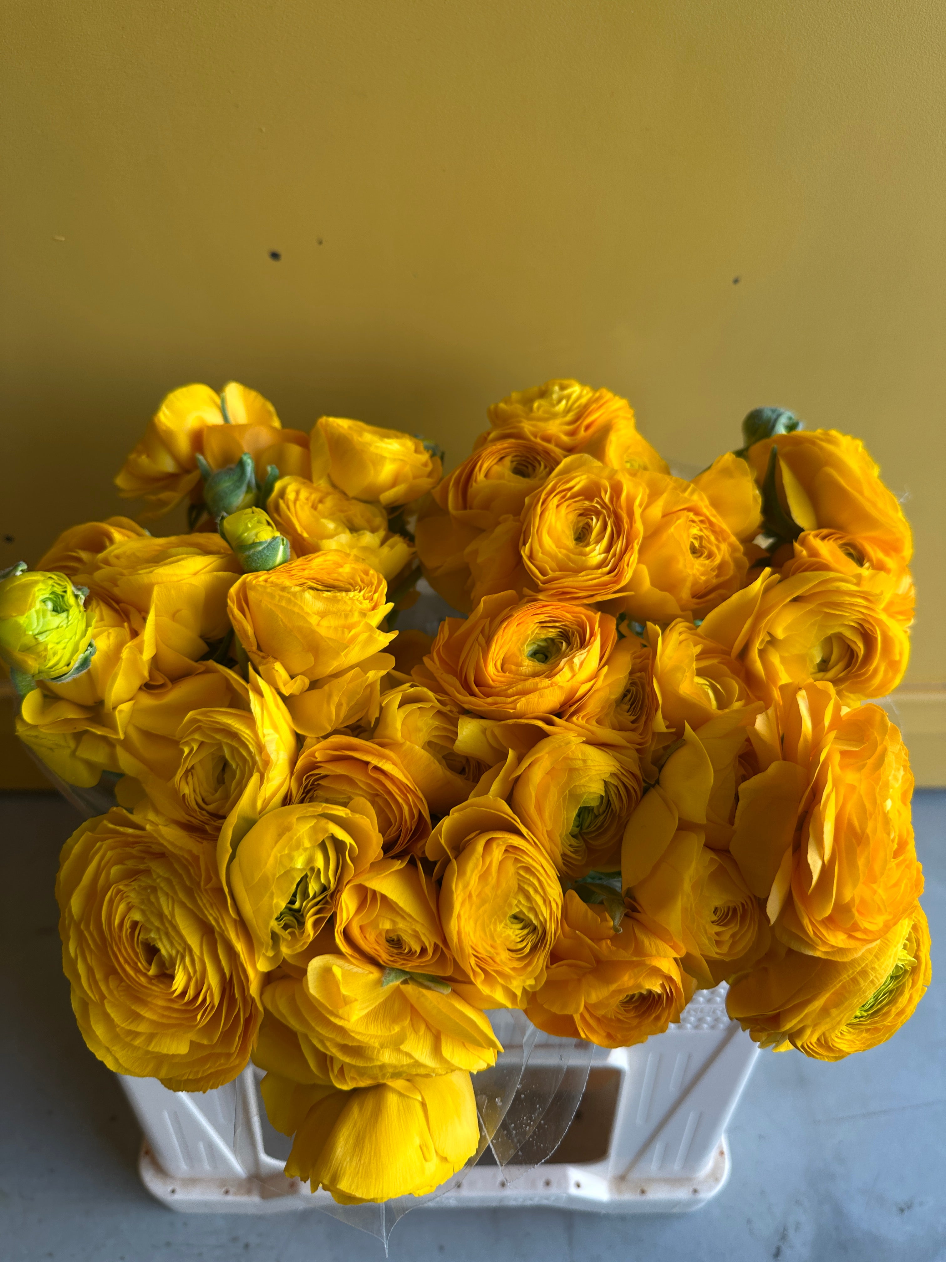 Ranunculus Yellow EG ريننكلس