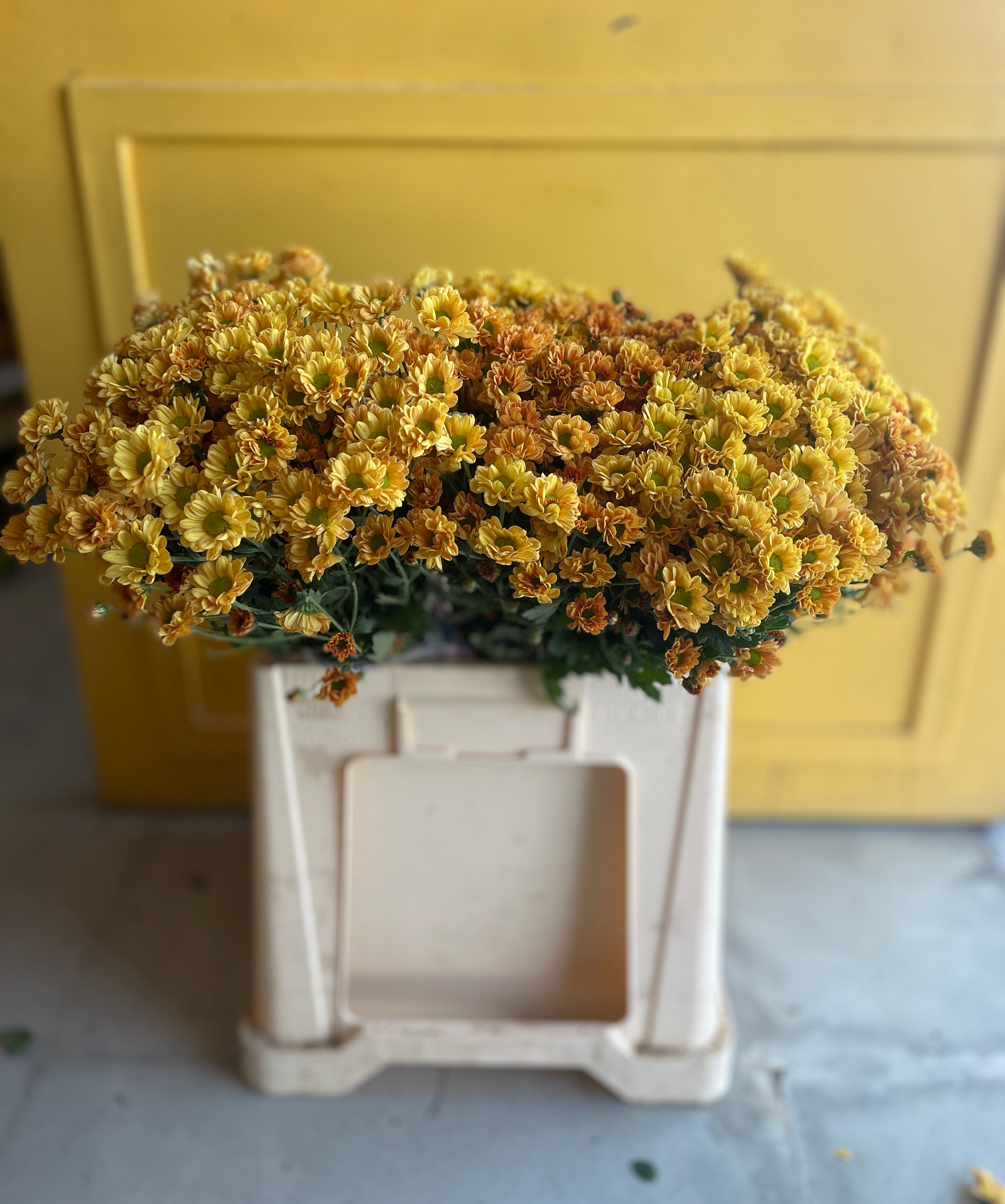 Chrysanthemum Santini Orange Eg كرسانثيوم