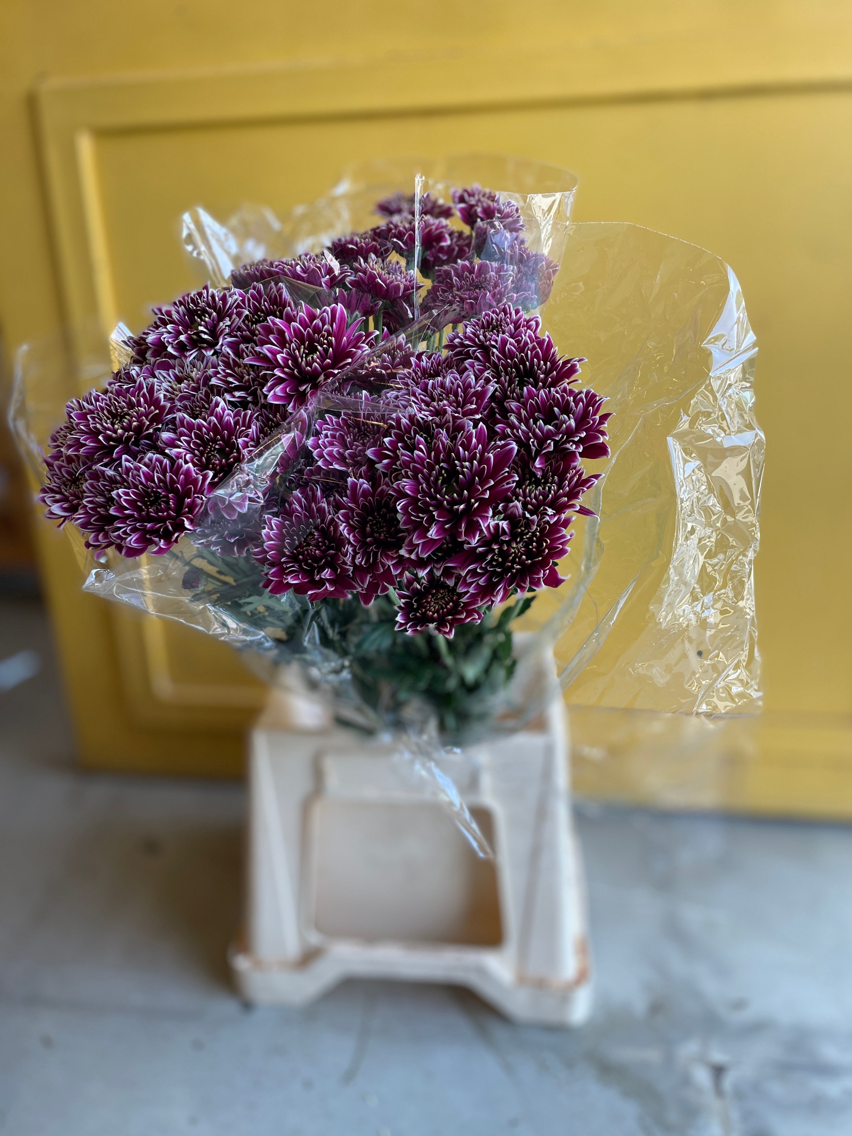 Molly white purple مولي