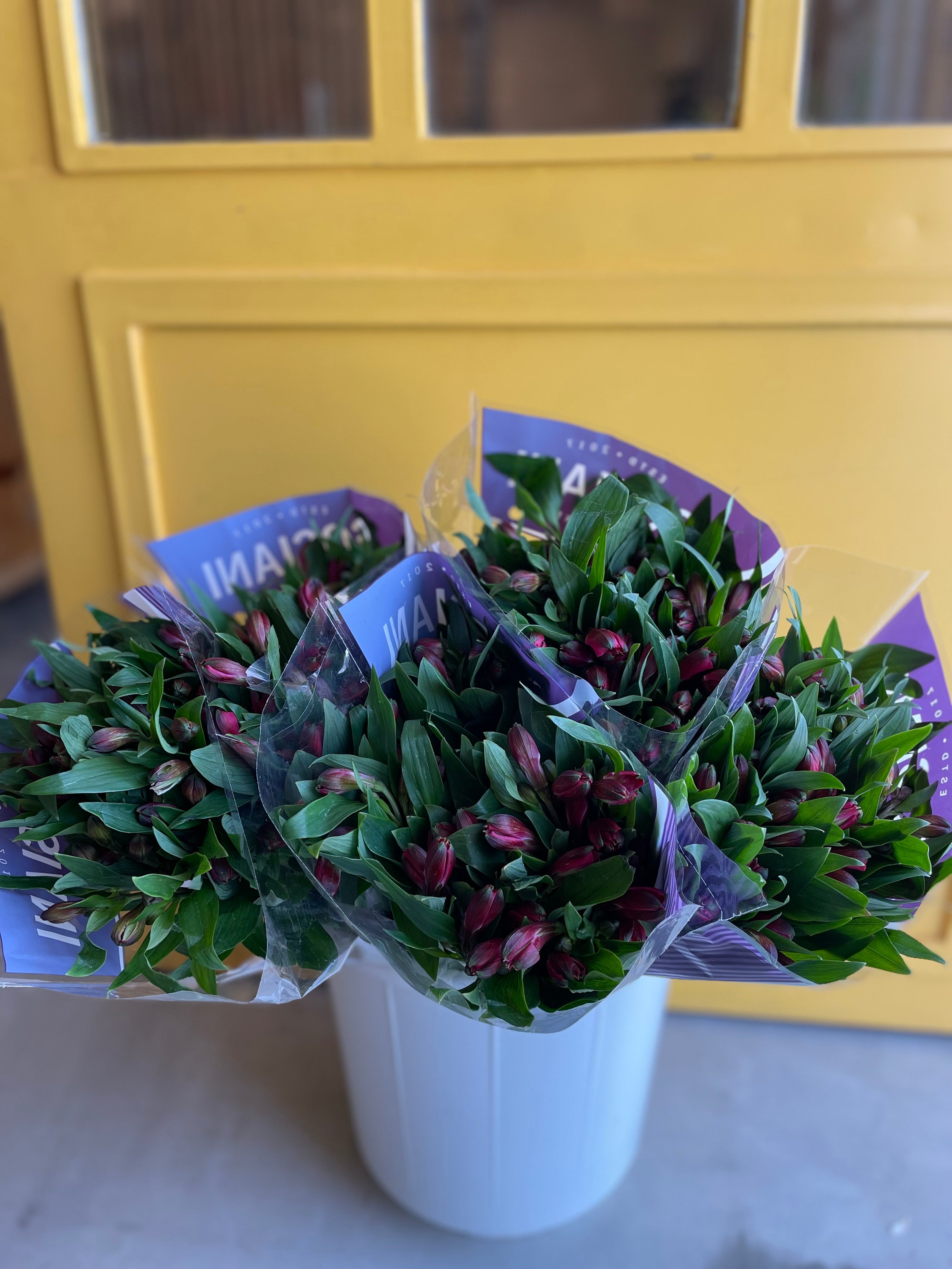 Alstroemeria Red الستروماريا