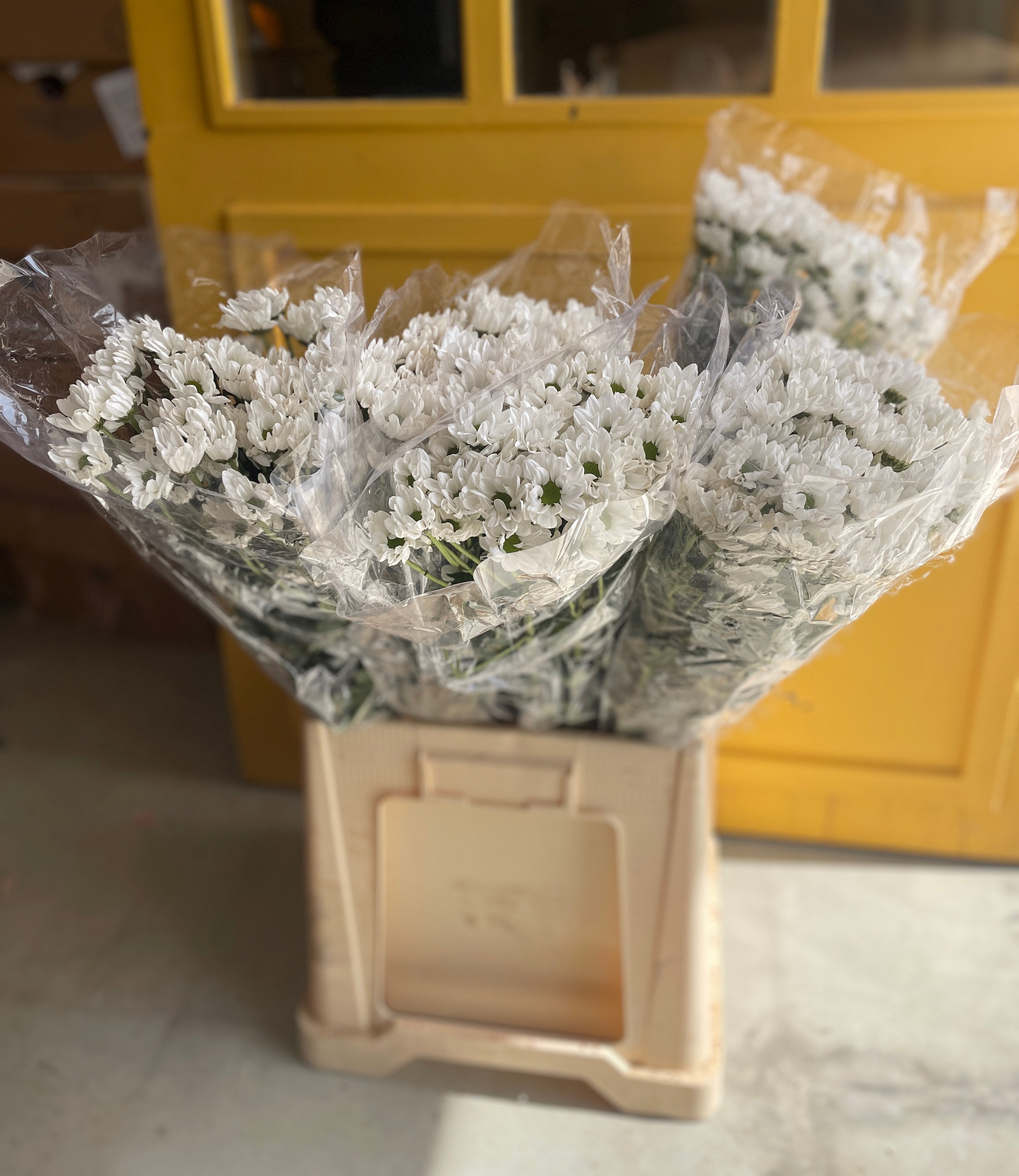 Chrysanthemum White Green EG