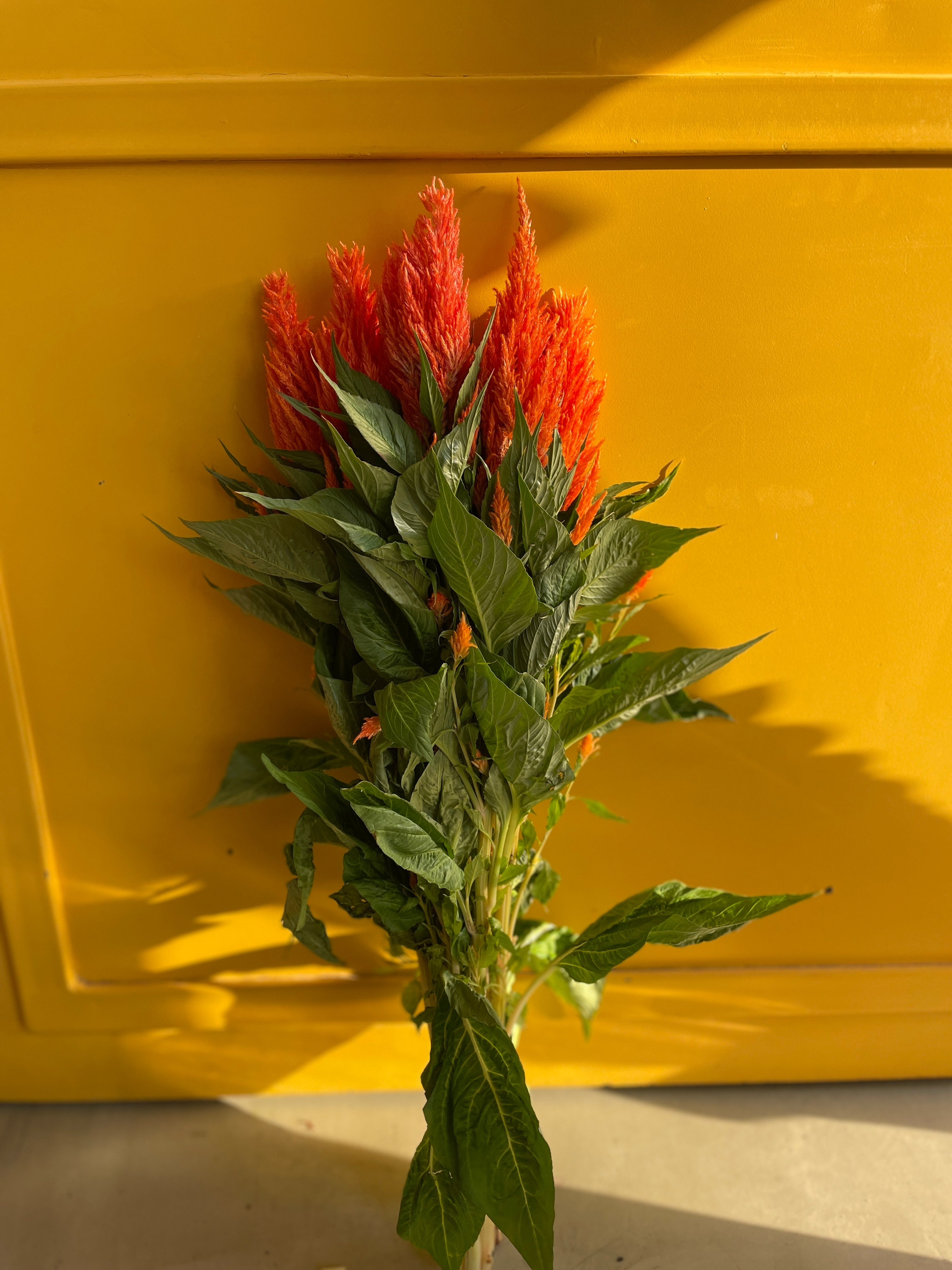 CELOSIA FEATHER APRICOT BRAND