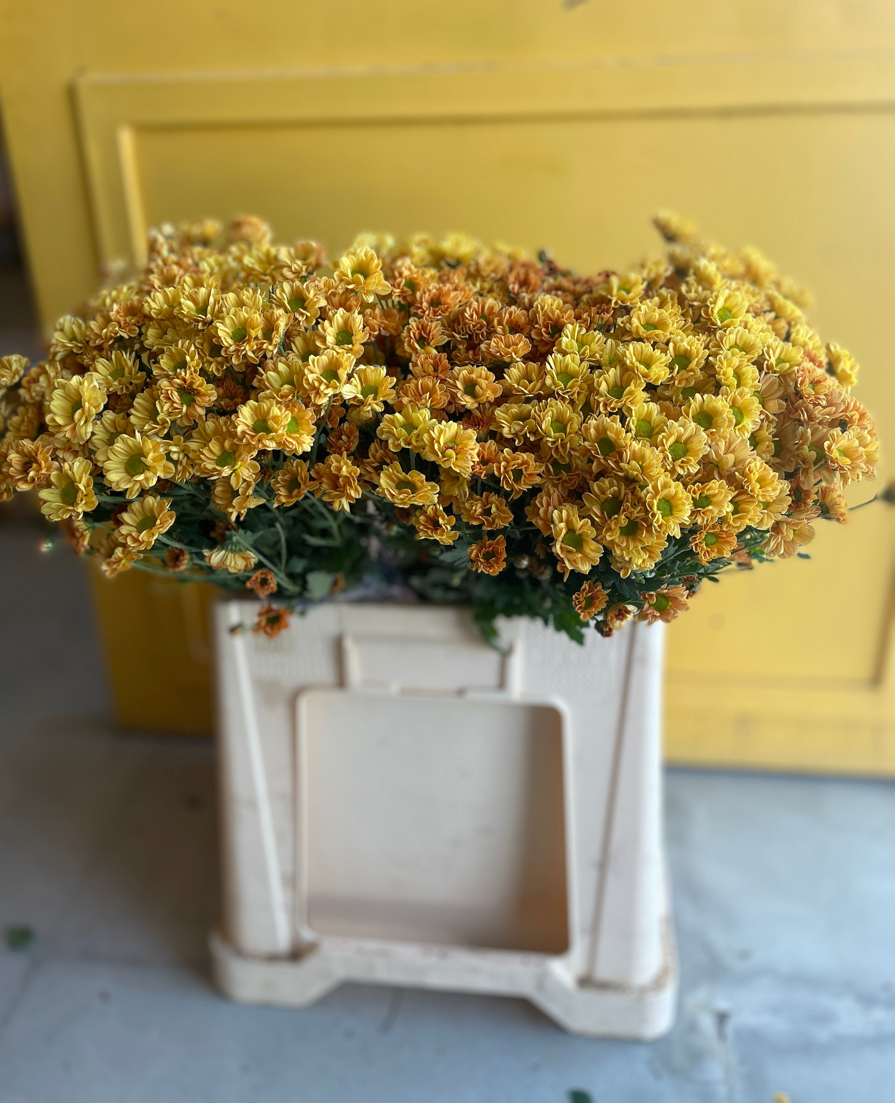 Chrysanthemum Santini Orange Eg كرسانثيوم