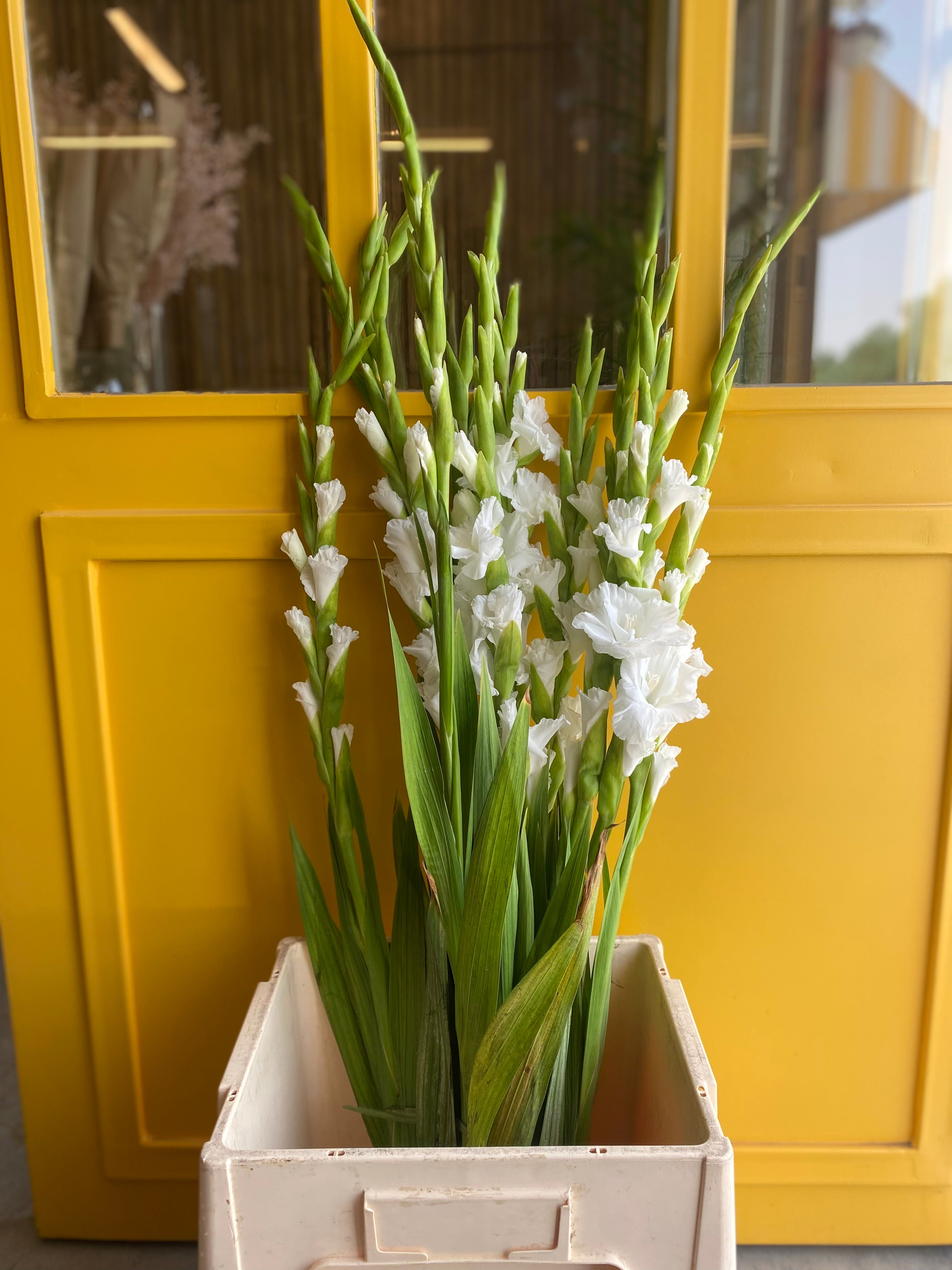 Gladiolus White جلاديوس