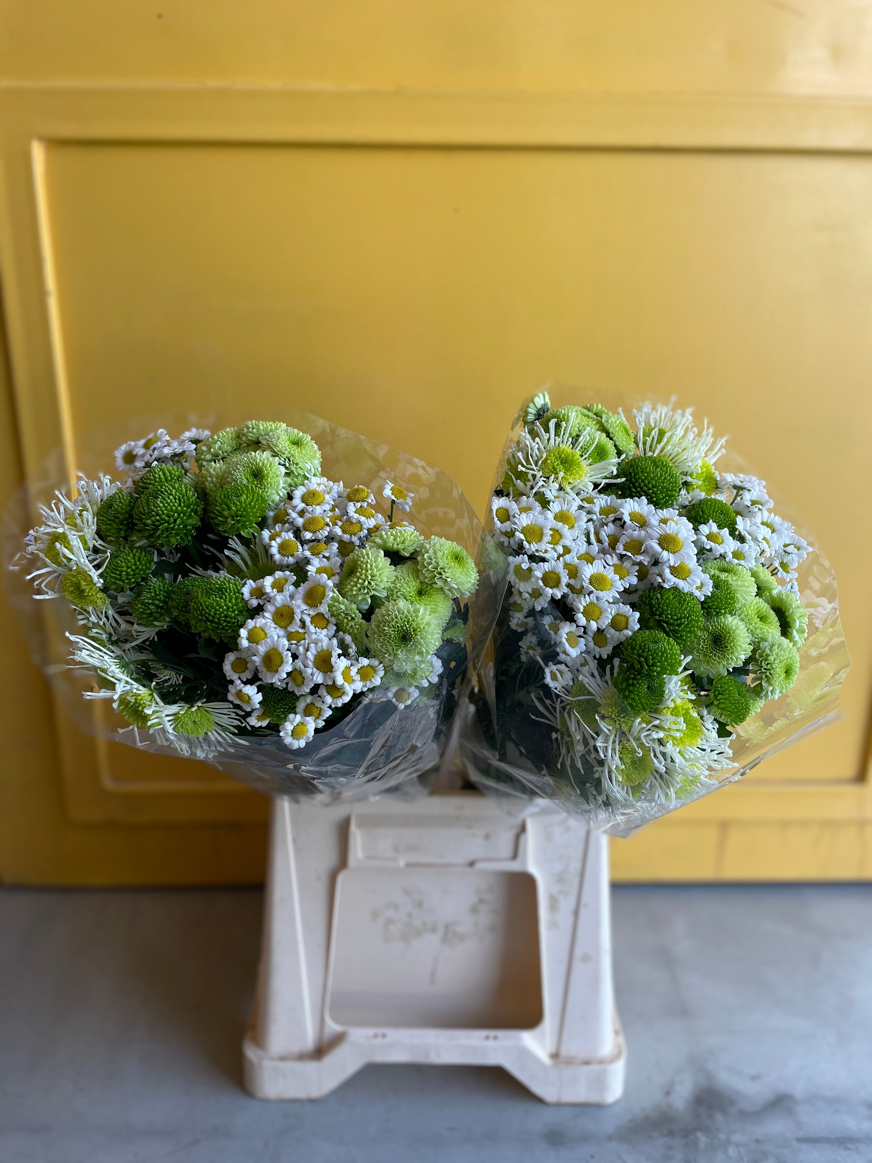 Chrysanthemum Santini Mad Green Holland Chrysanthemum