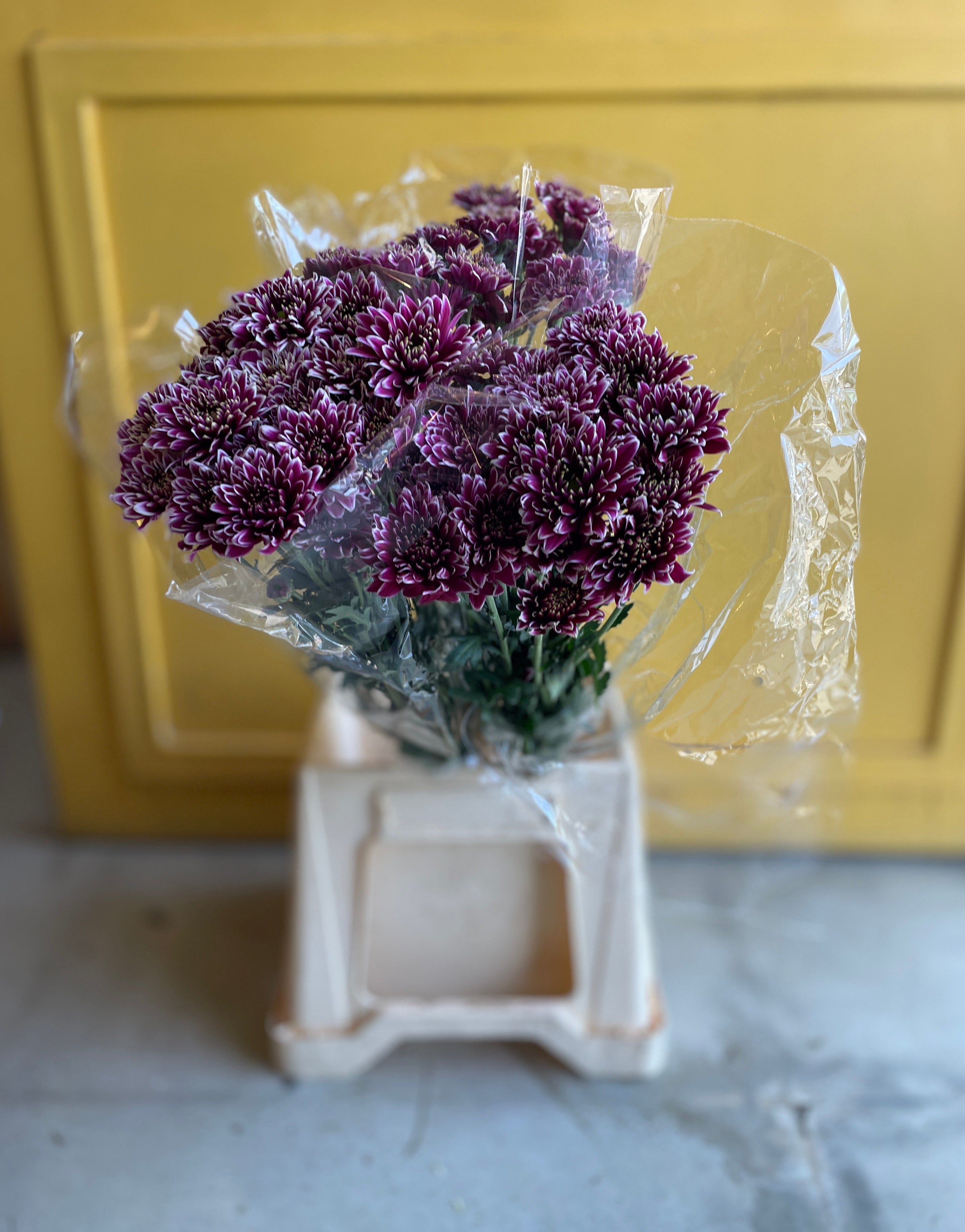 Molly white purple مولي