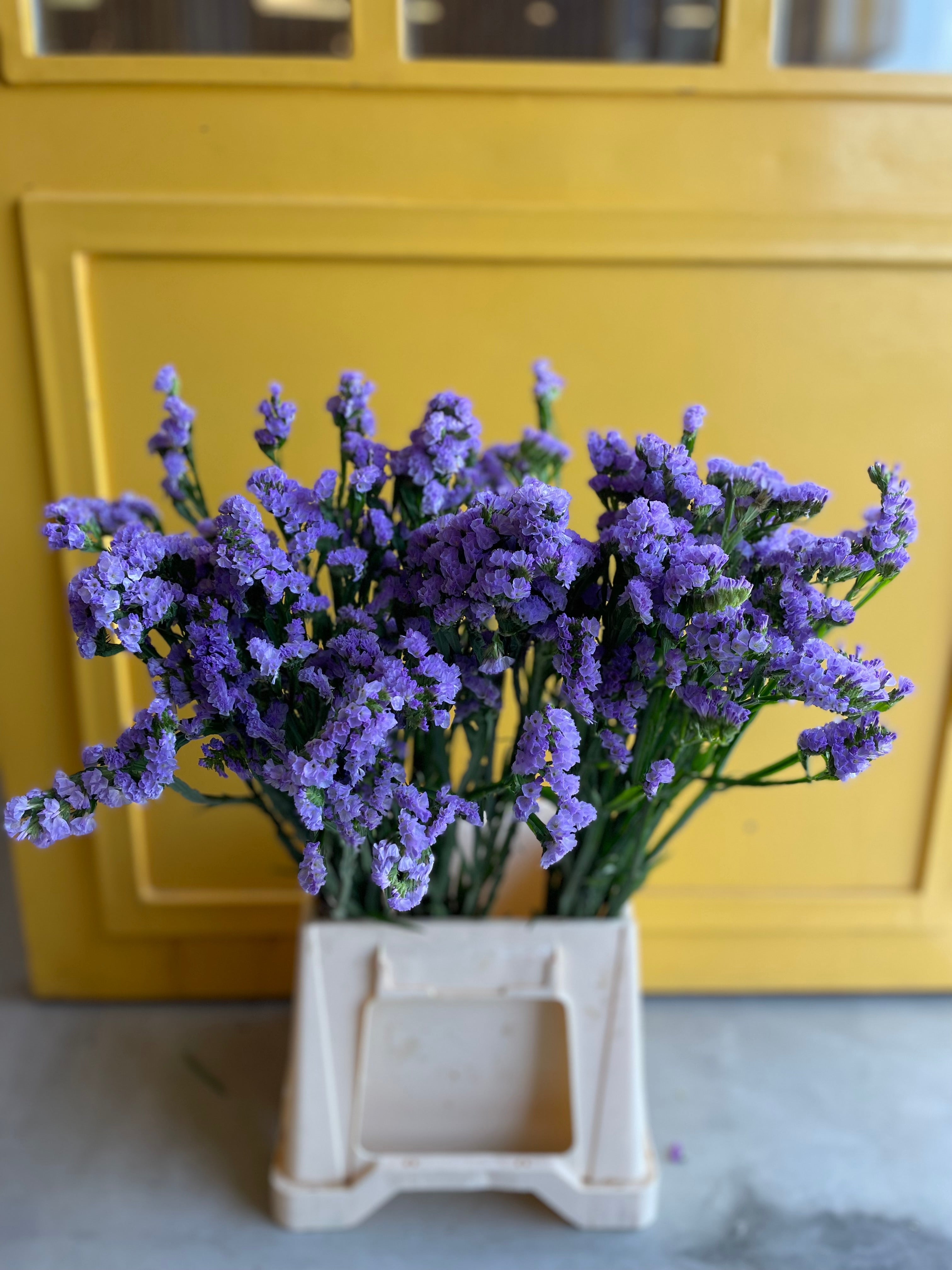 Statice Light Purple KE ستاتس