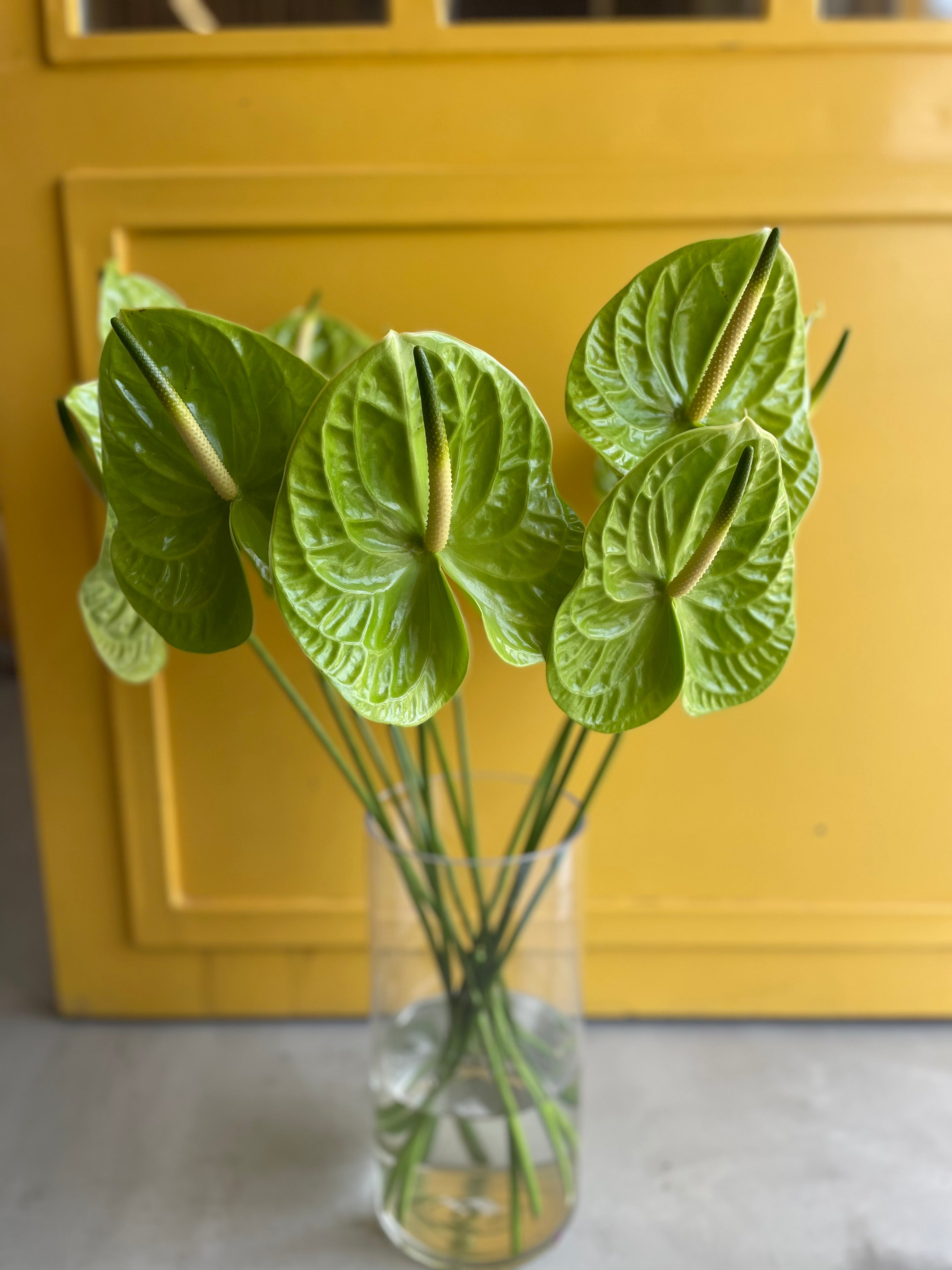 Anthurium Green Holland أنتوريوم