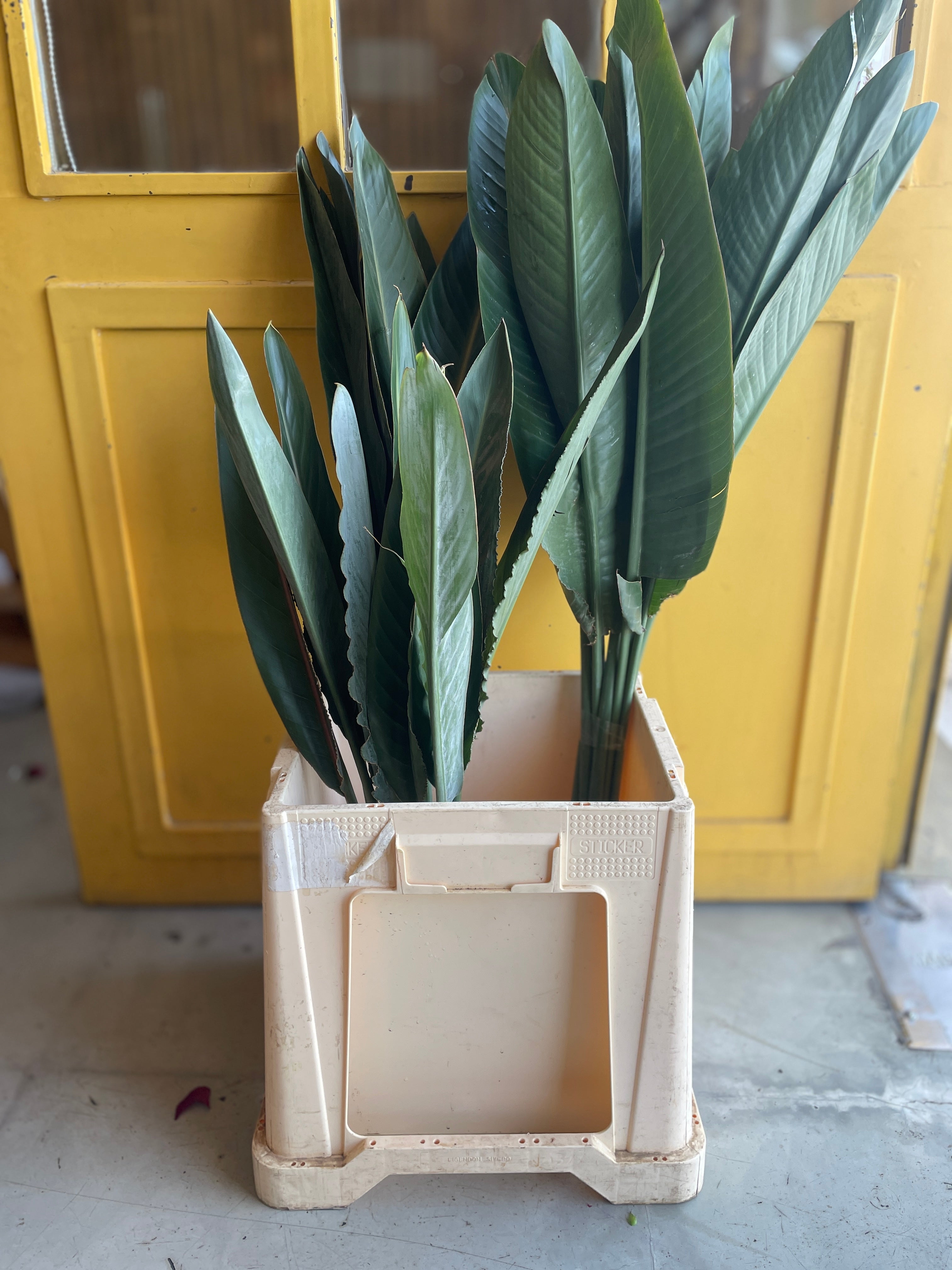Strelitzia Leaves ورق اخضر