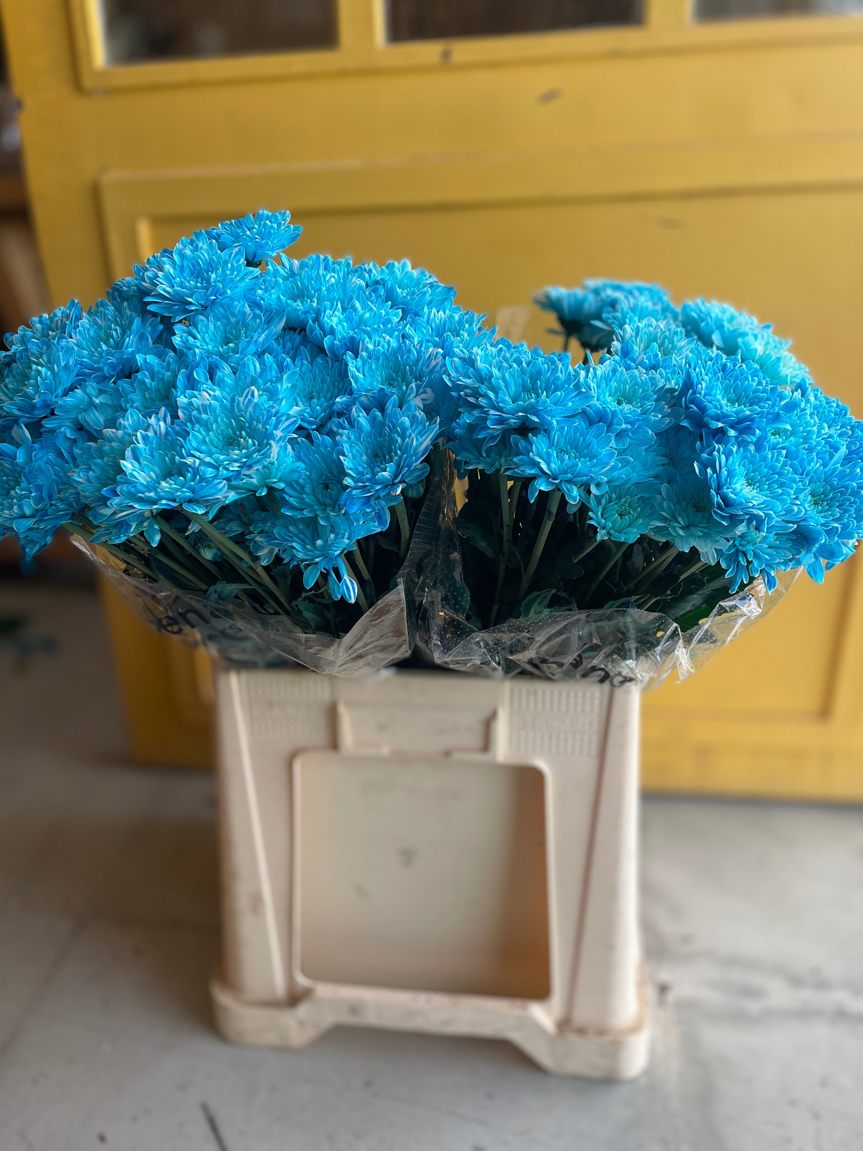 Chrysanthemum Blue Ke كرسانثيوم