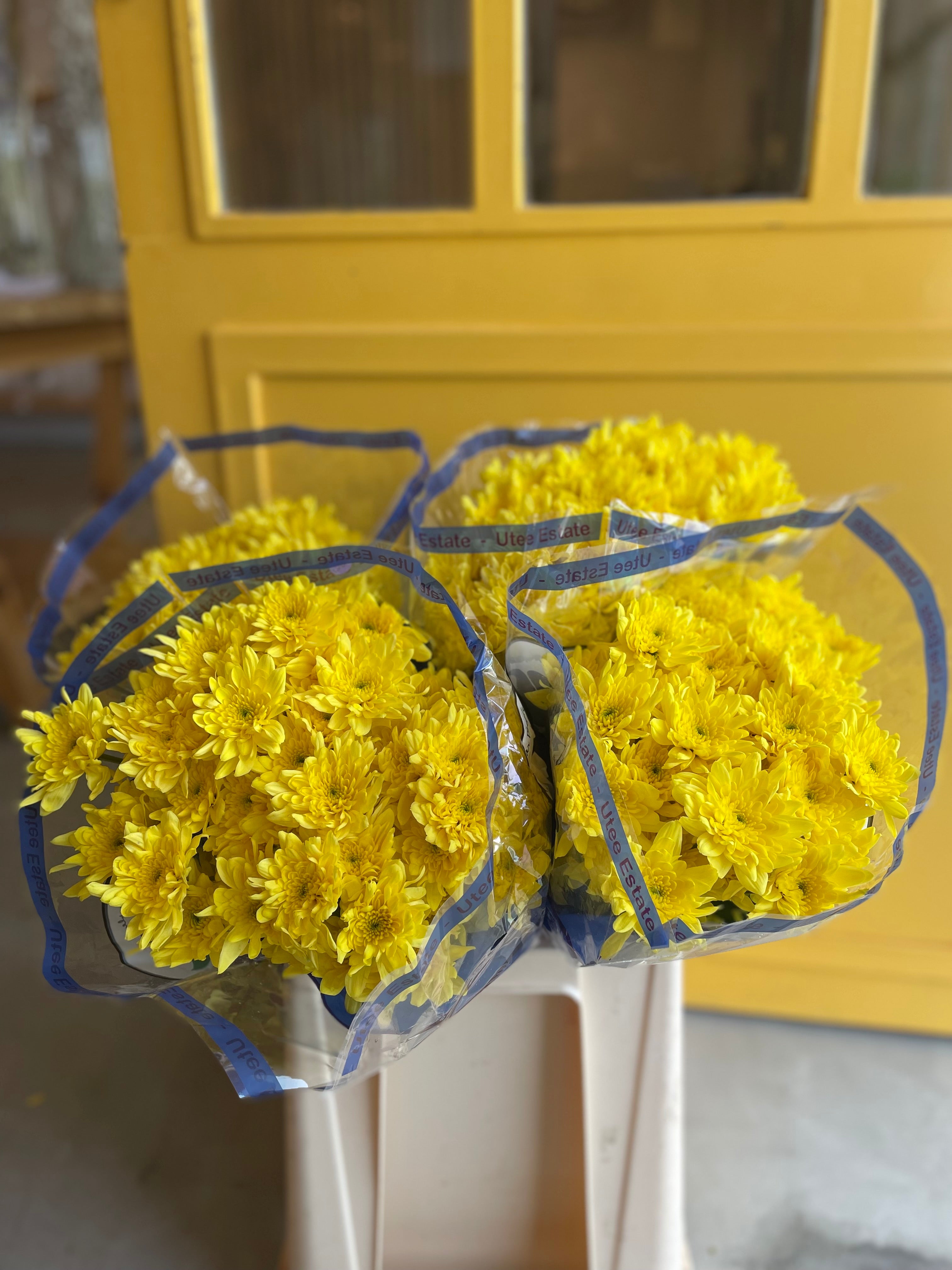 Chrysanthemum Bonita Yellow KE Chrysanthemum