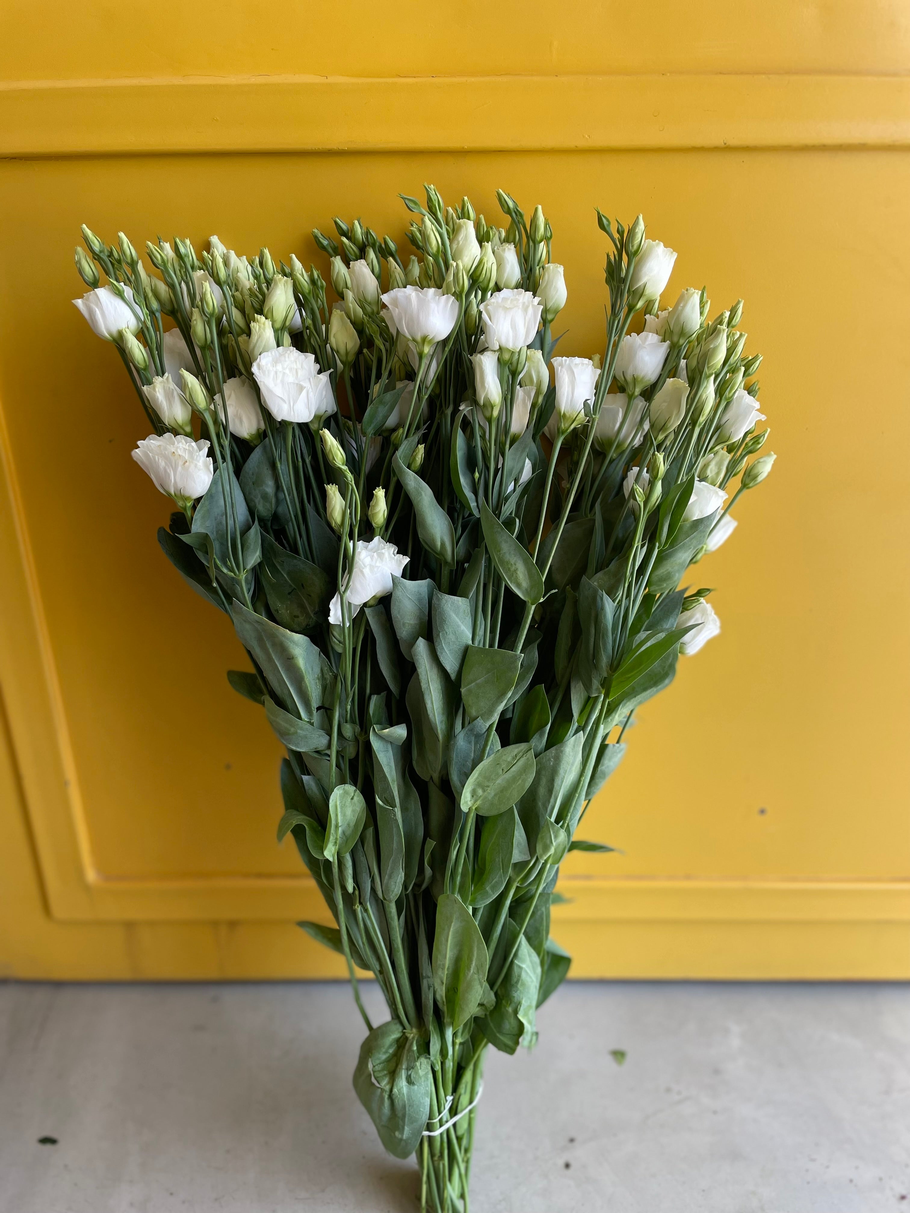 Lisianthus White Holland لسيانتوس