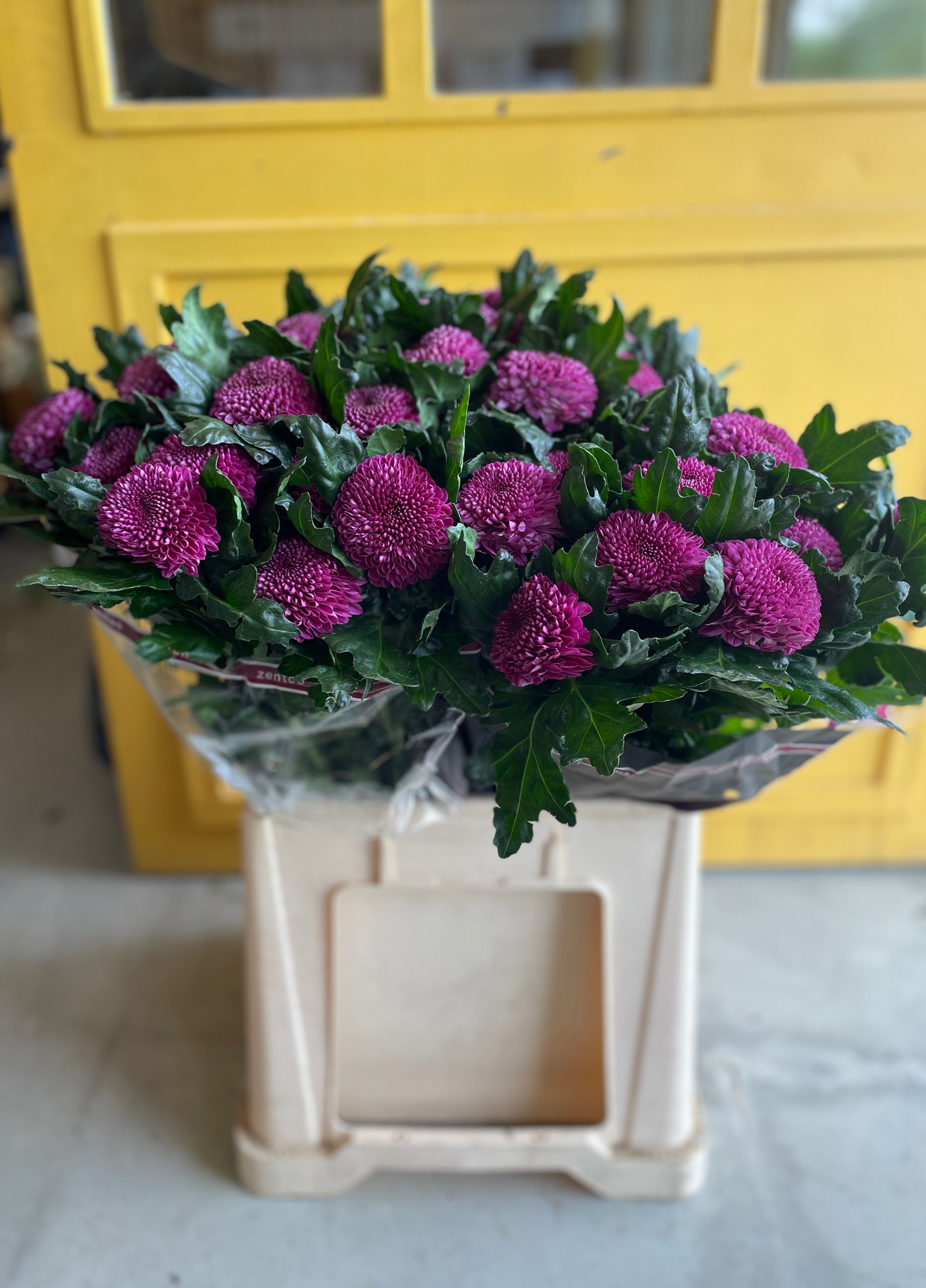 Chrysanthemum Momoko Dark purple Holland كرسانثيوم