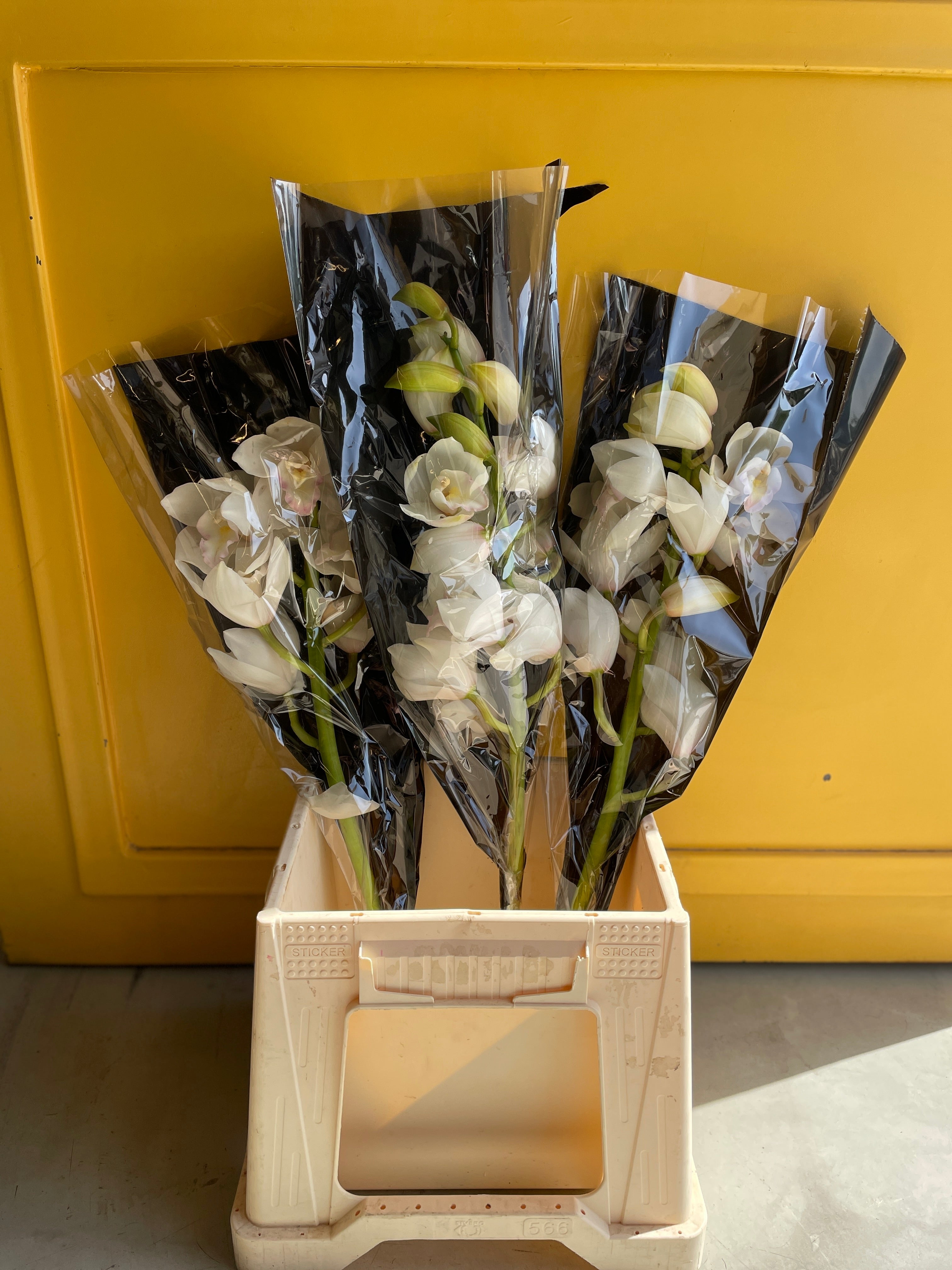 Cymbidium White سامبيديوم