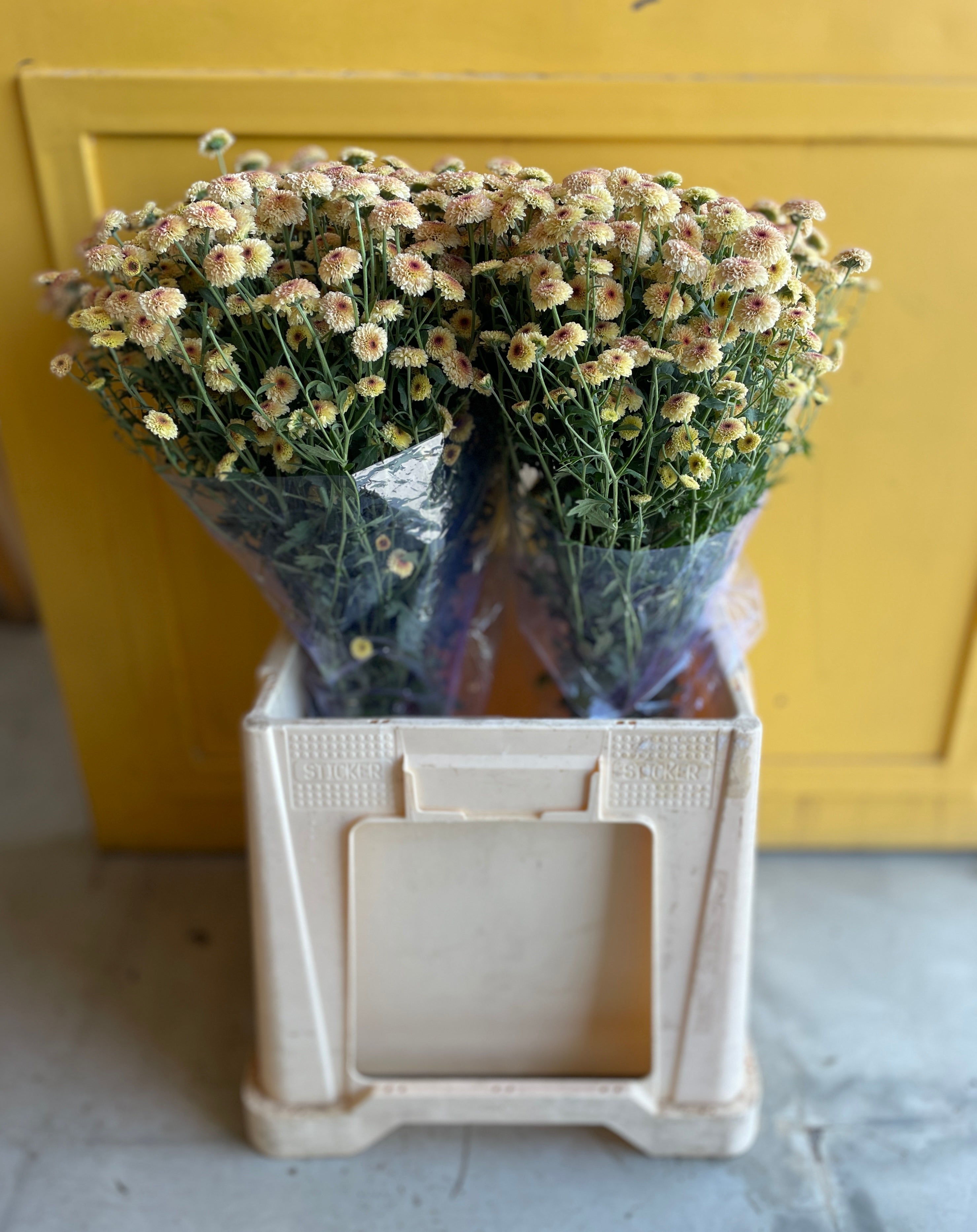 Chrysanthemum Calimero light Eg كرسانثيوم