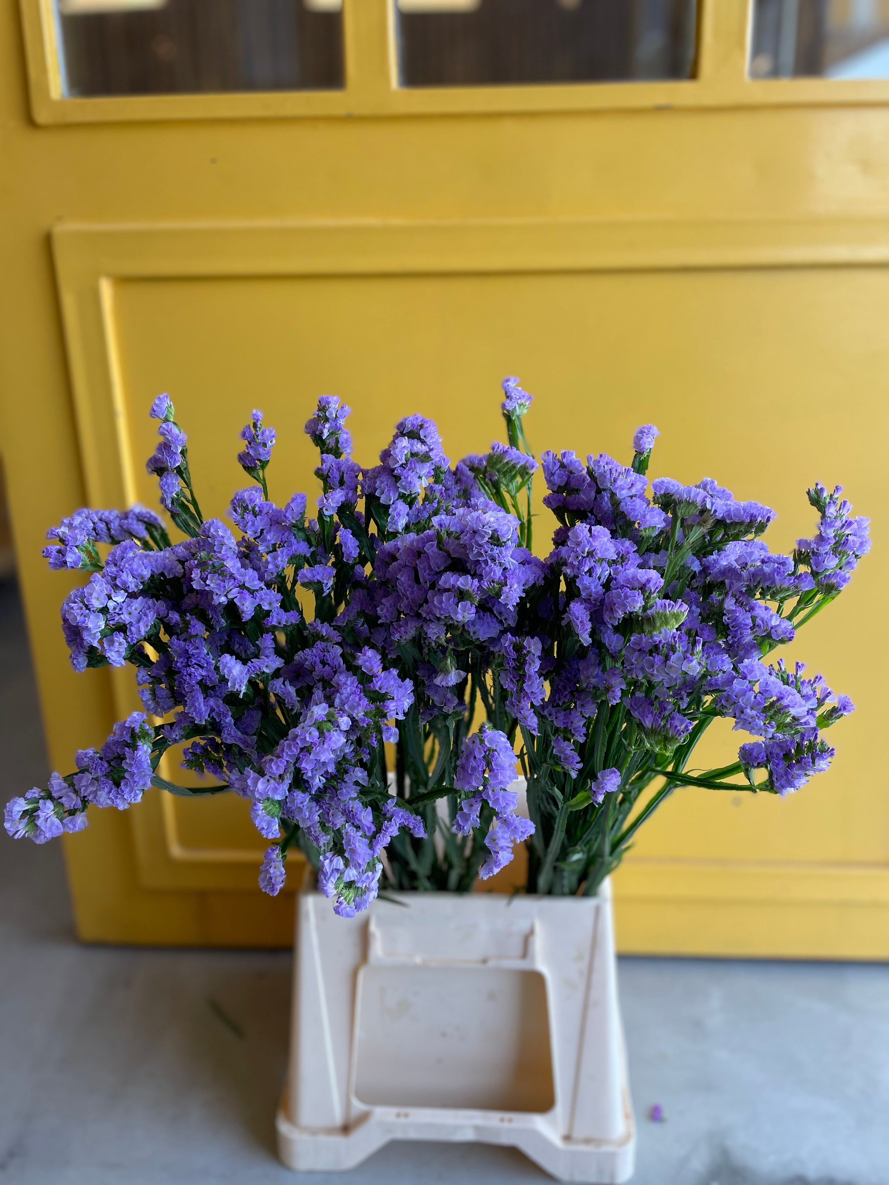 Statice Light Purple KE ستاتس