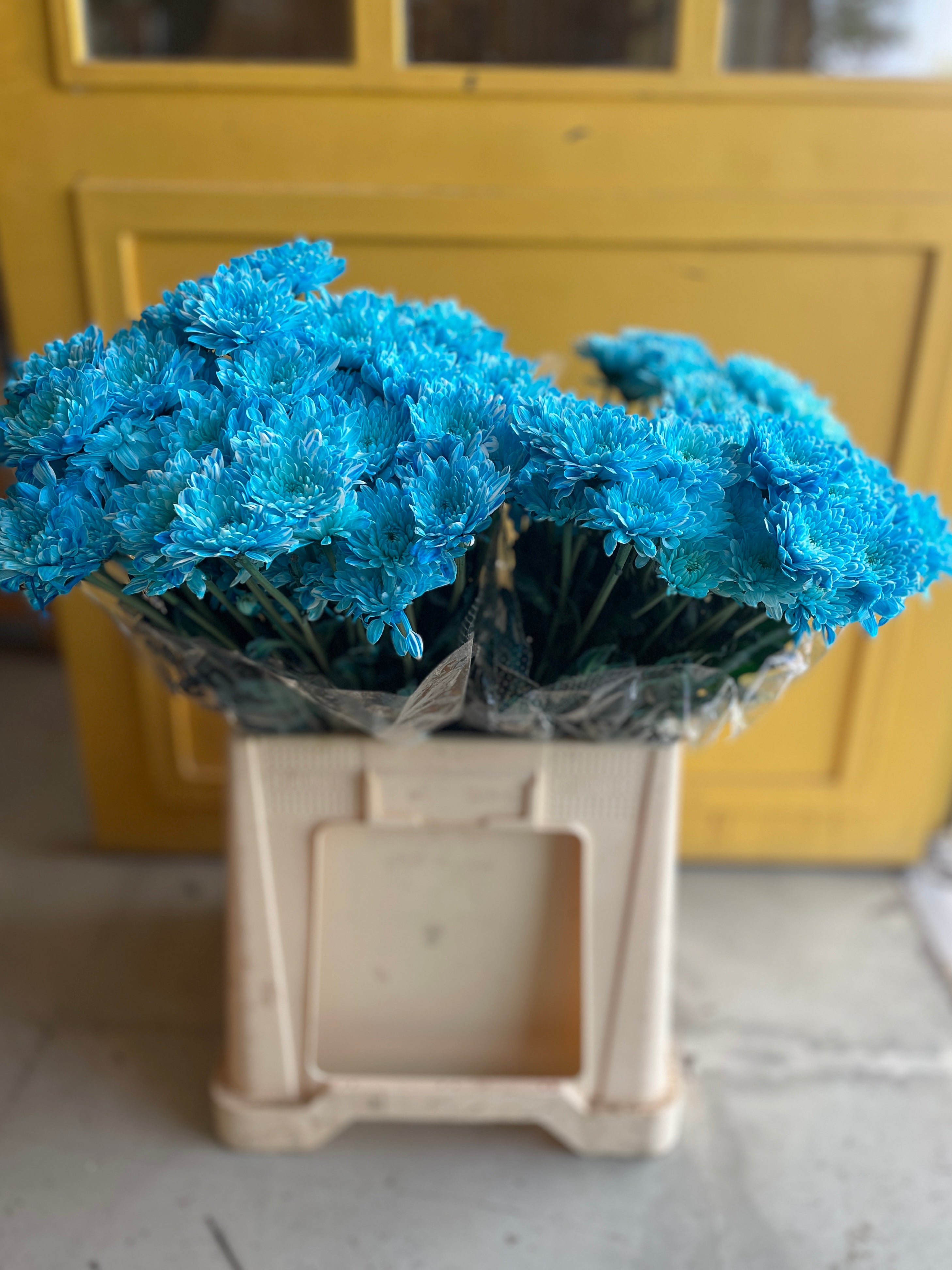 Chrysanthemum Blue Ke كرسانثيوم