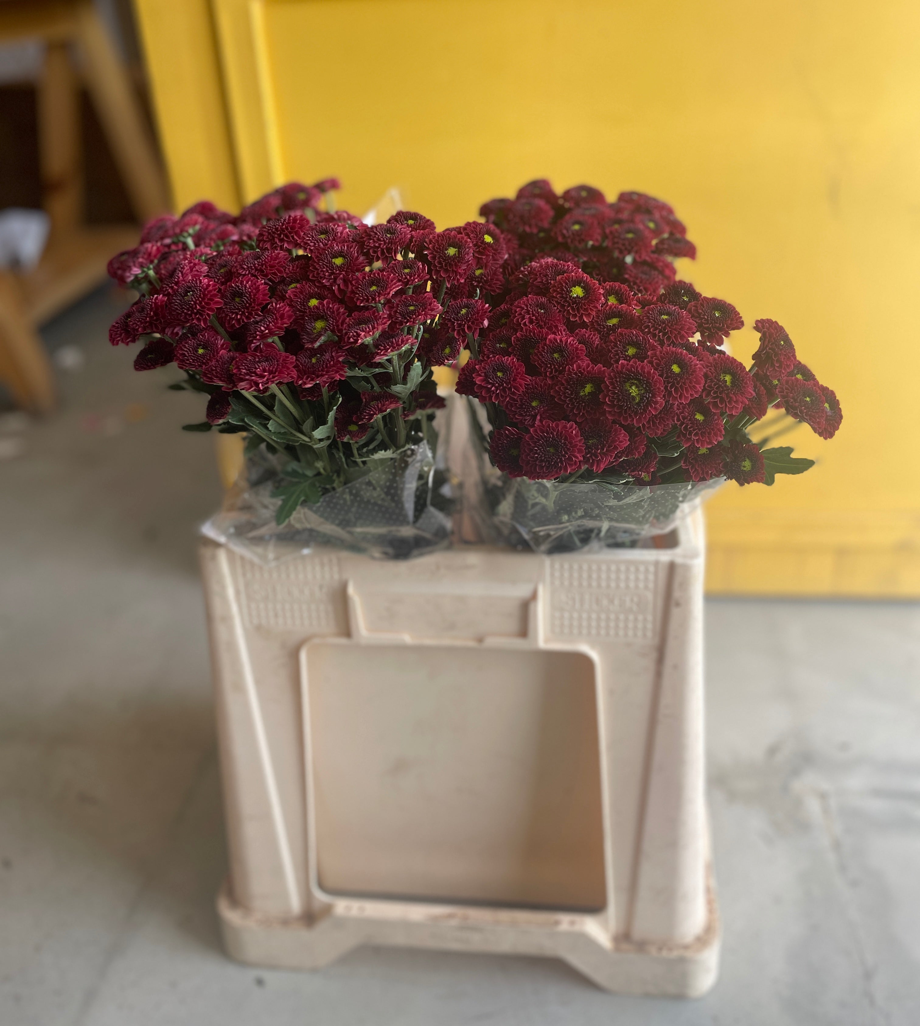 Chrysanthemum Santini Light Red Ke