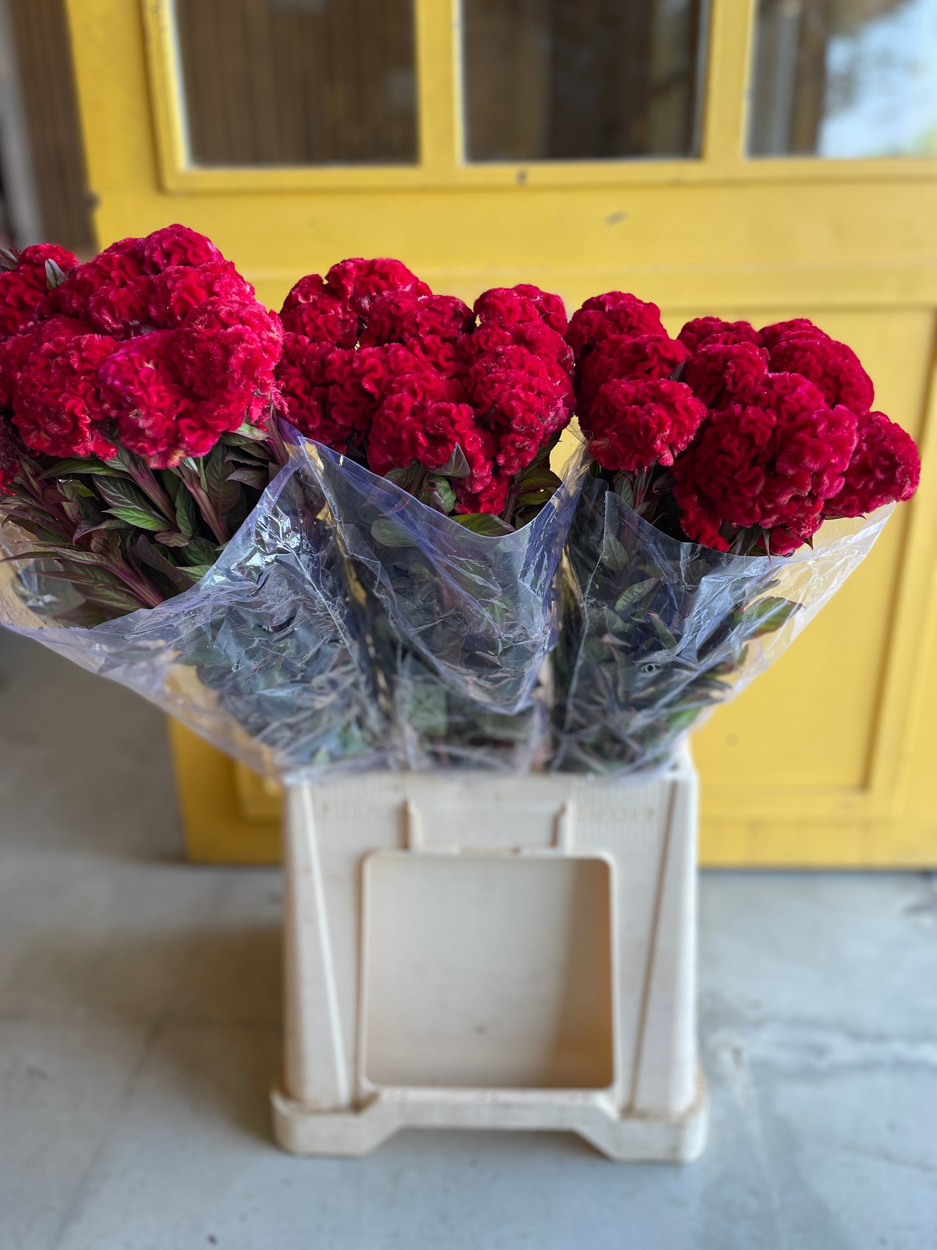 Celosia Red EG سيلوزيا
