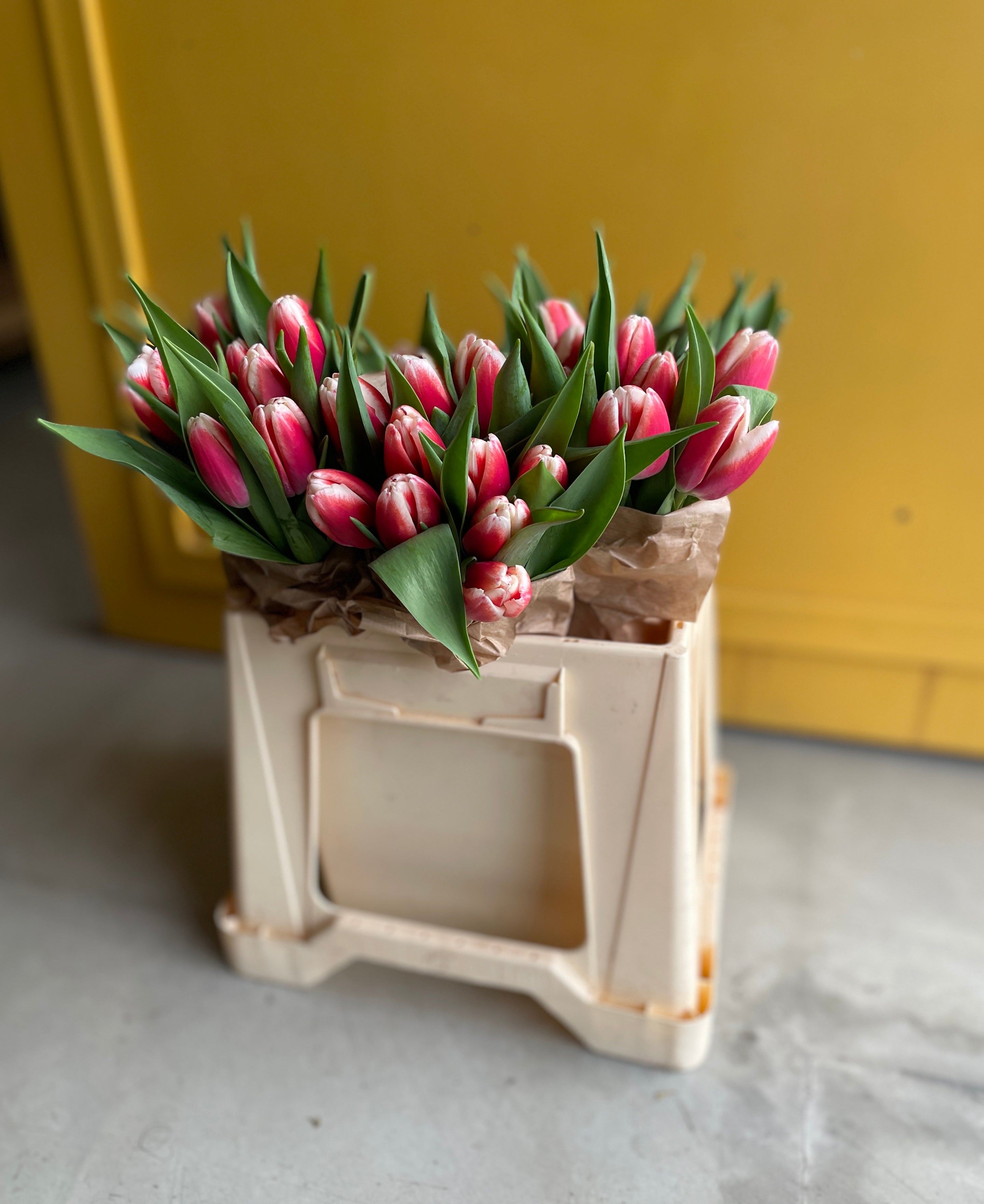 Tulip Endless
