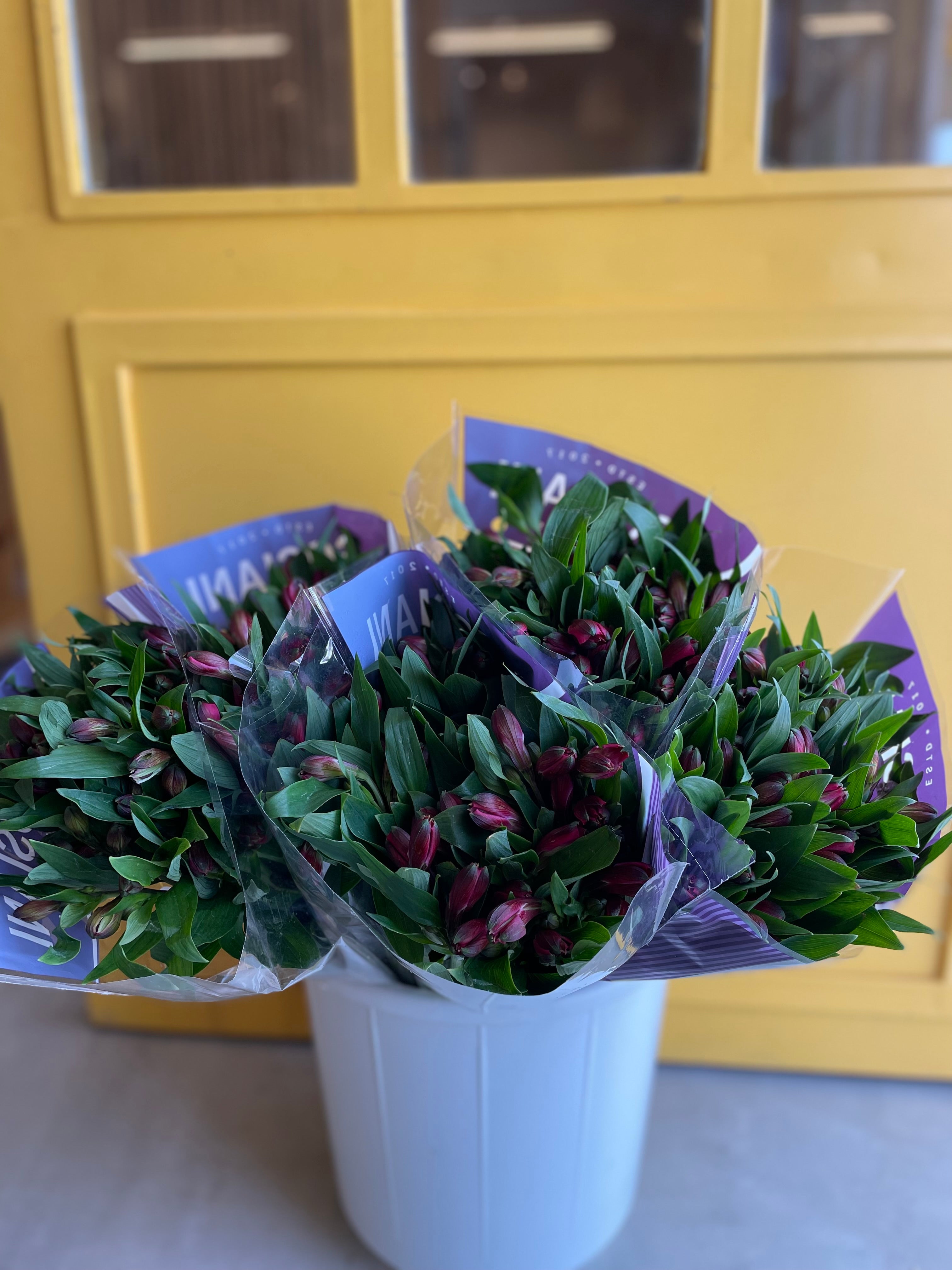 Alstroemeria Red الستروماريا