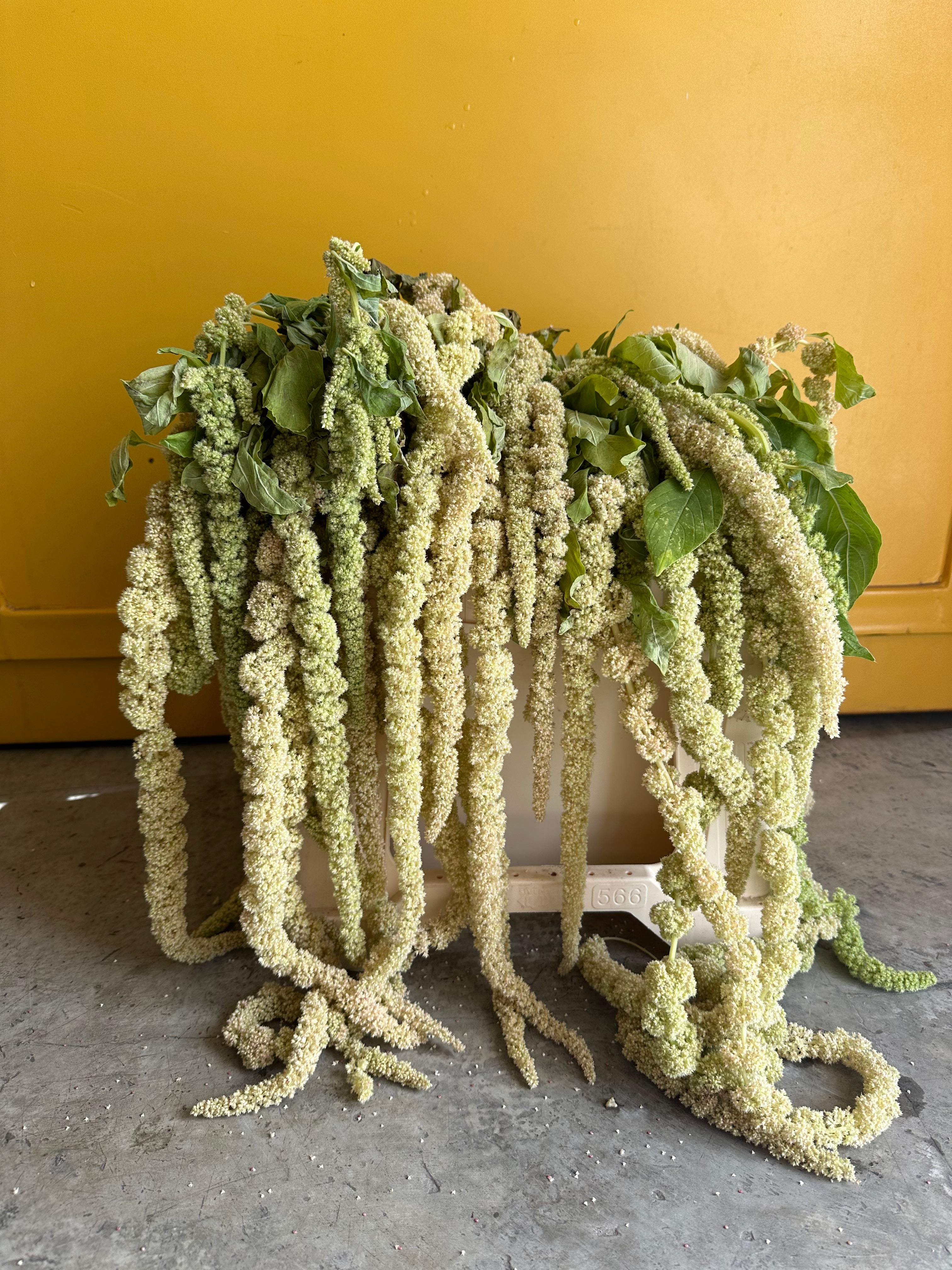 Amaranthus EG