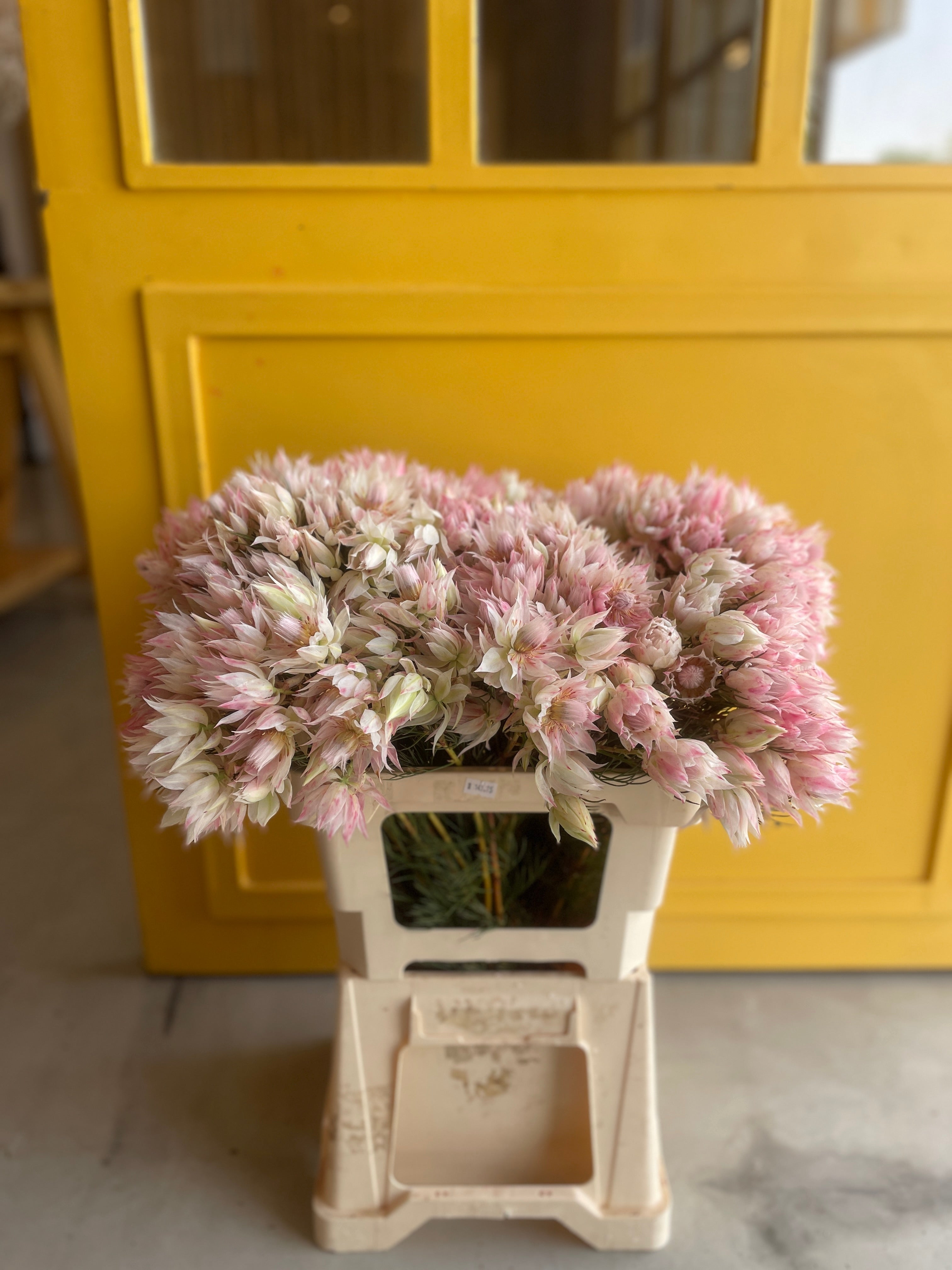 Blushing Bride White Pink Blushing Bride