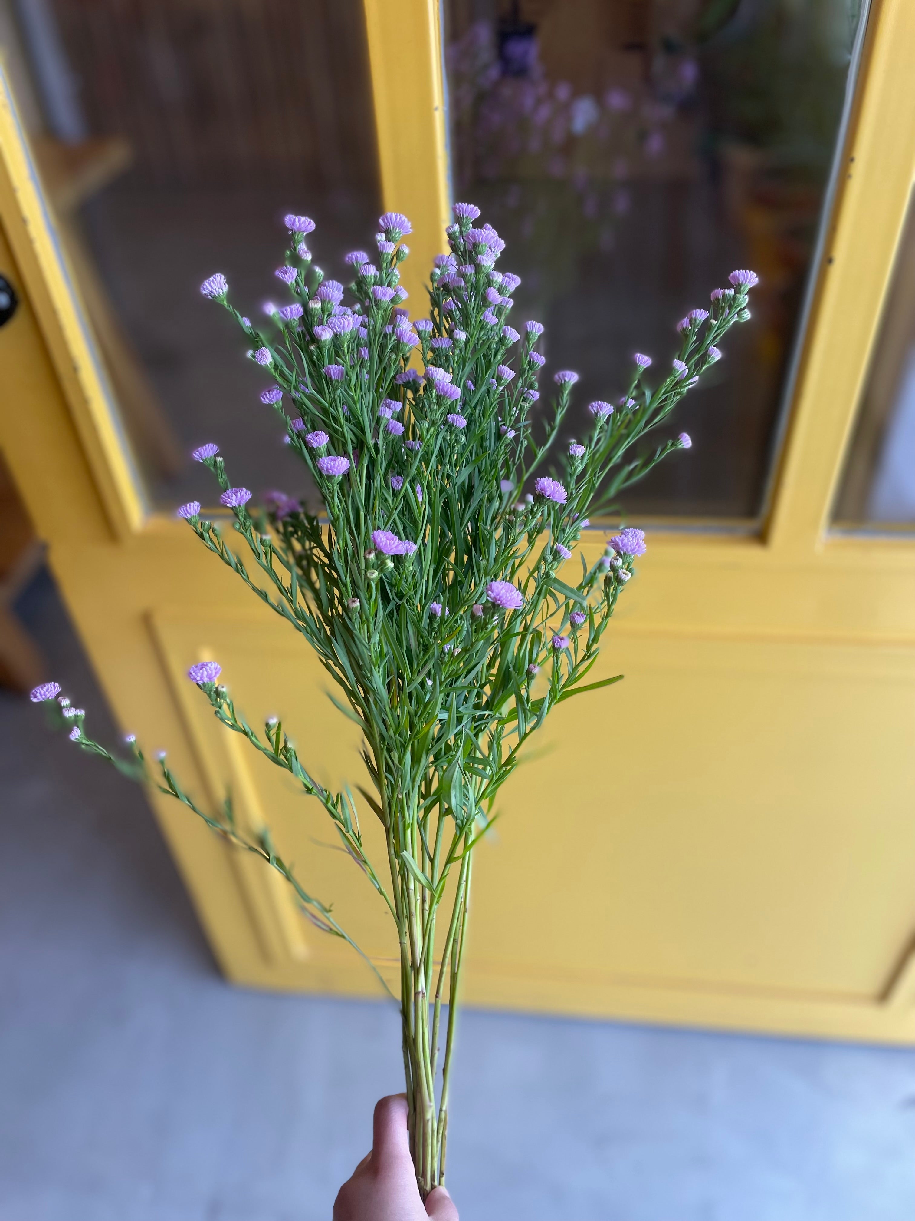 Aster Light Purple KE استر