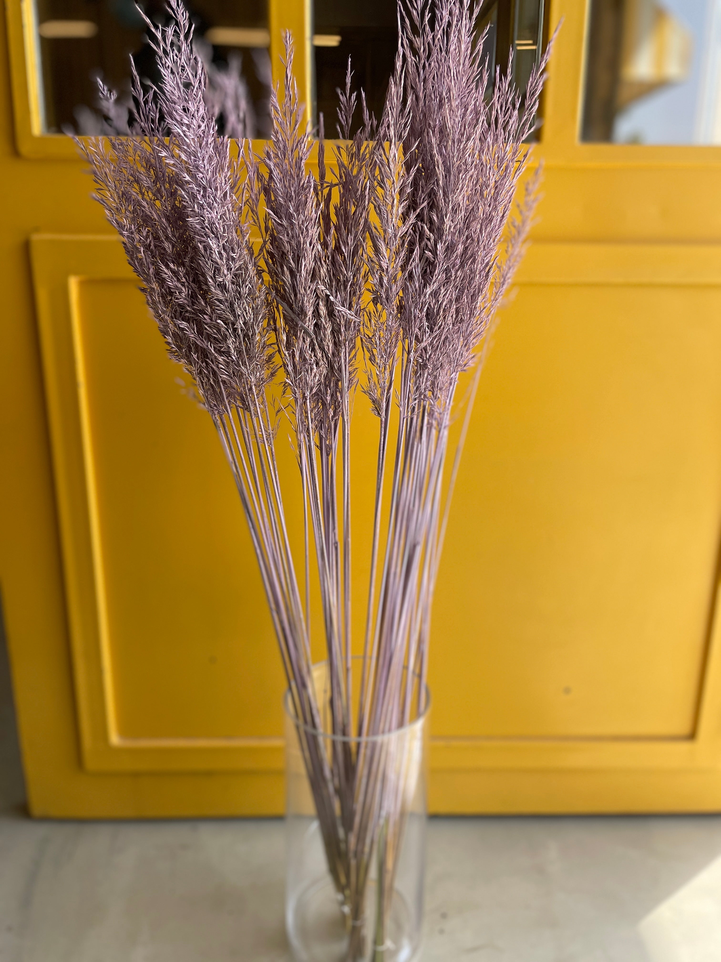 CALAMAGROSTIS BRACHY purple