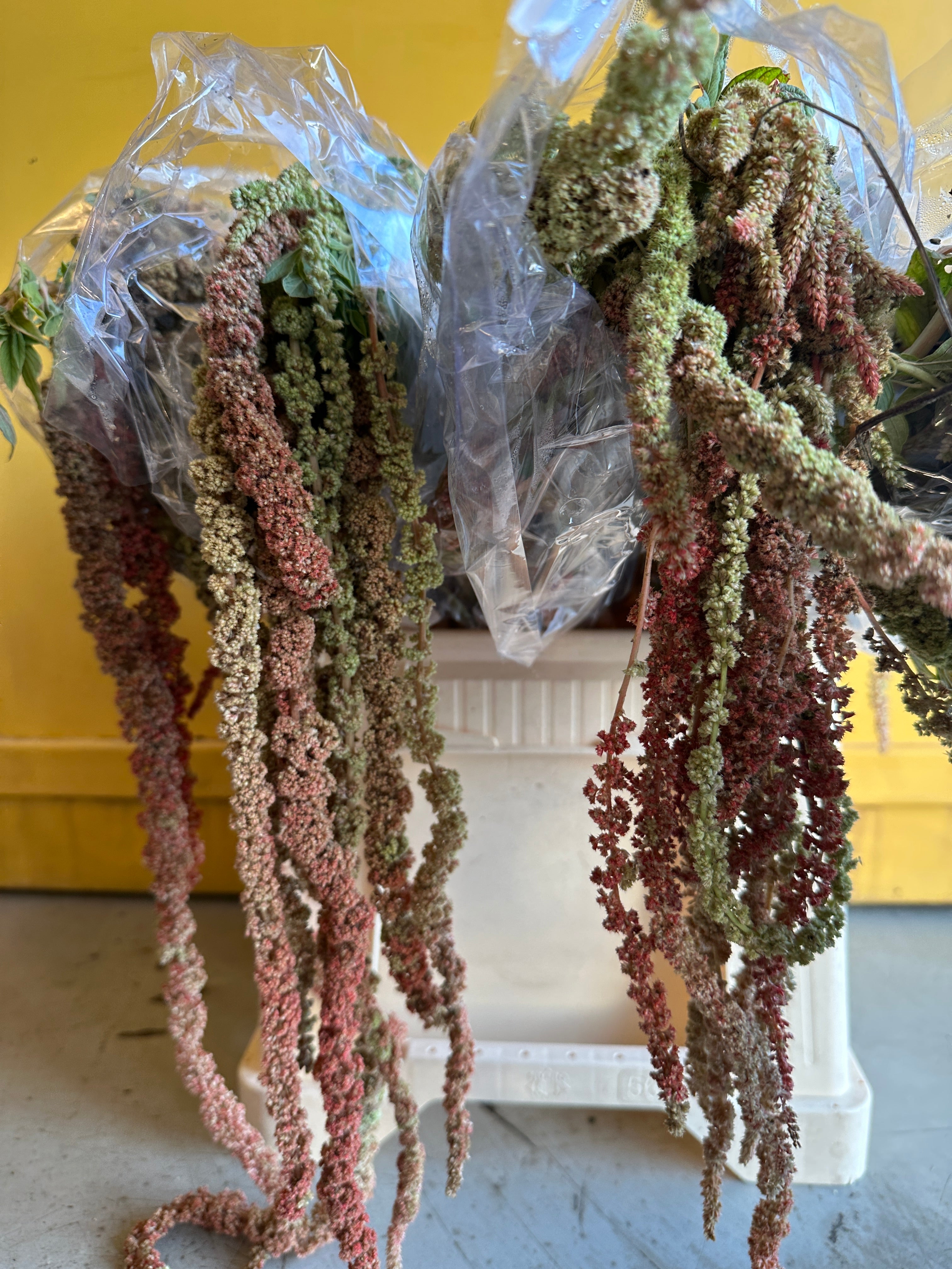 Amaranthus Orange Eg
