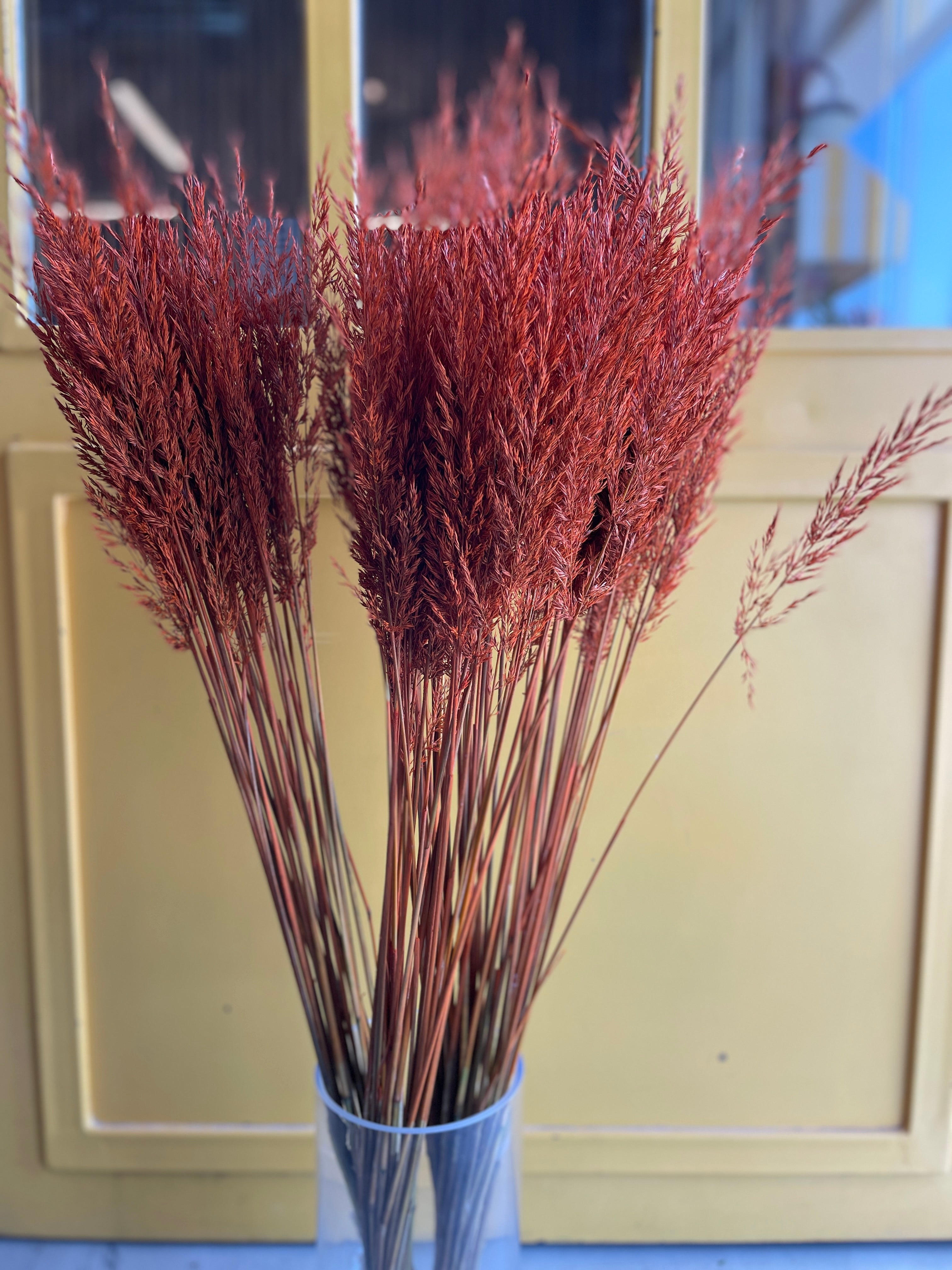 CALAMAGROSTIS BRACHY Orange