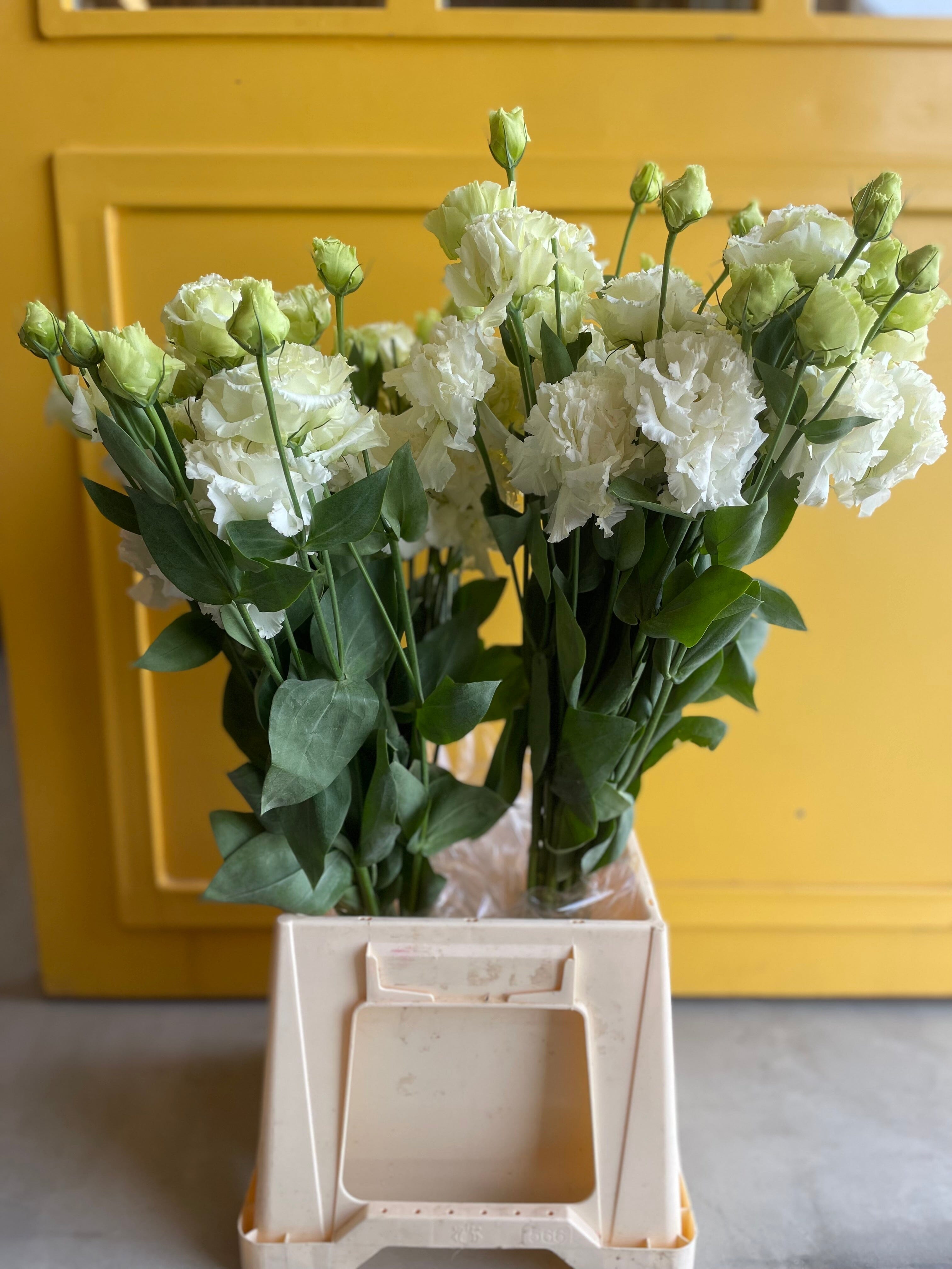 Lisianthus White KE ليسانتوس