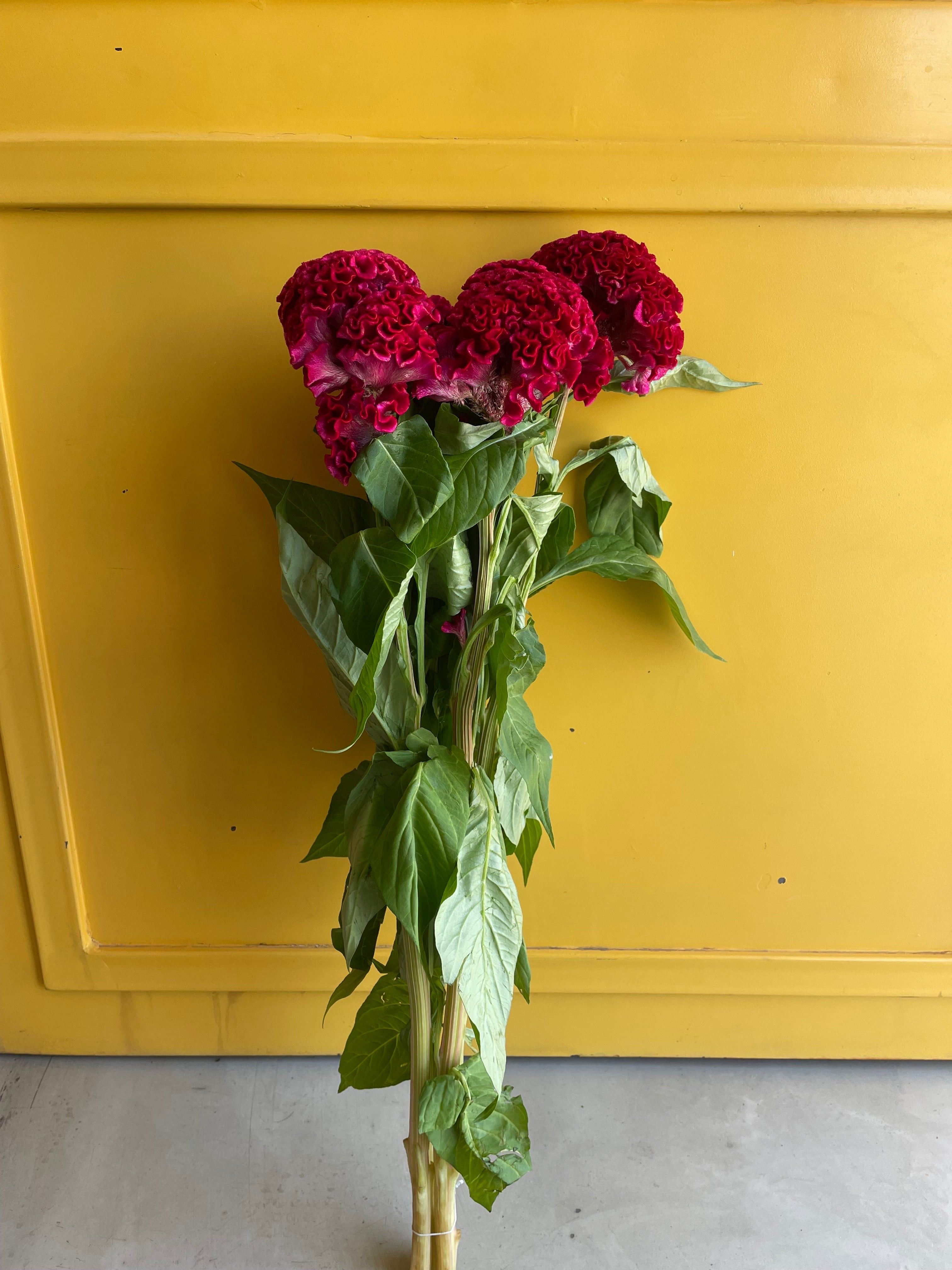 Celosia Red سيلوزيا