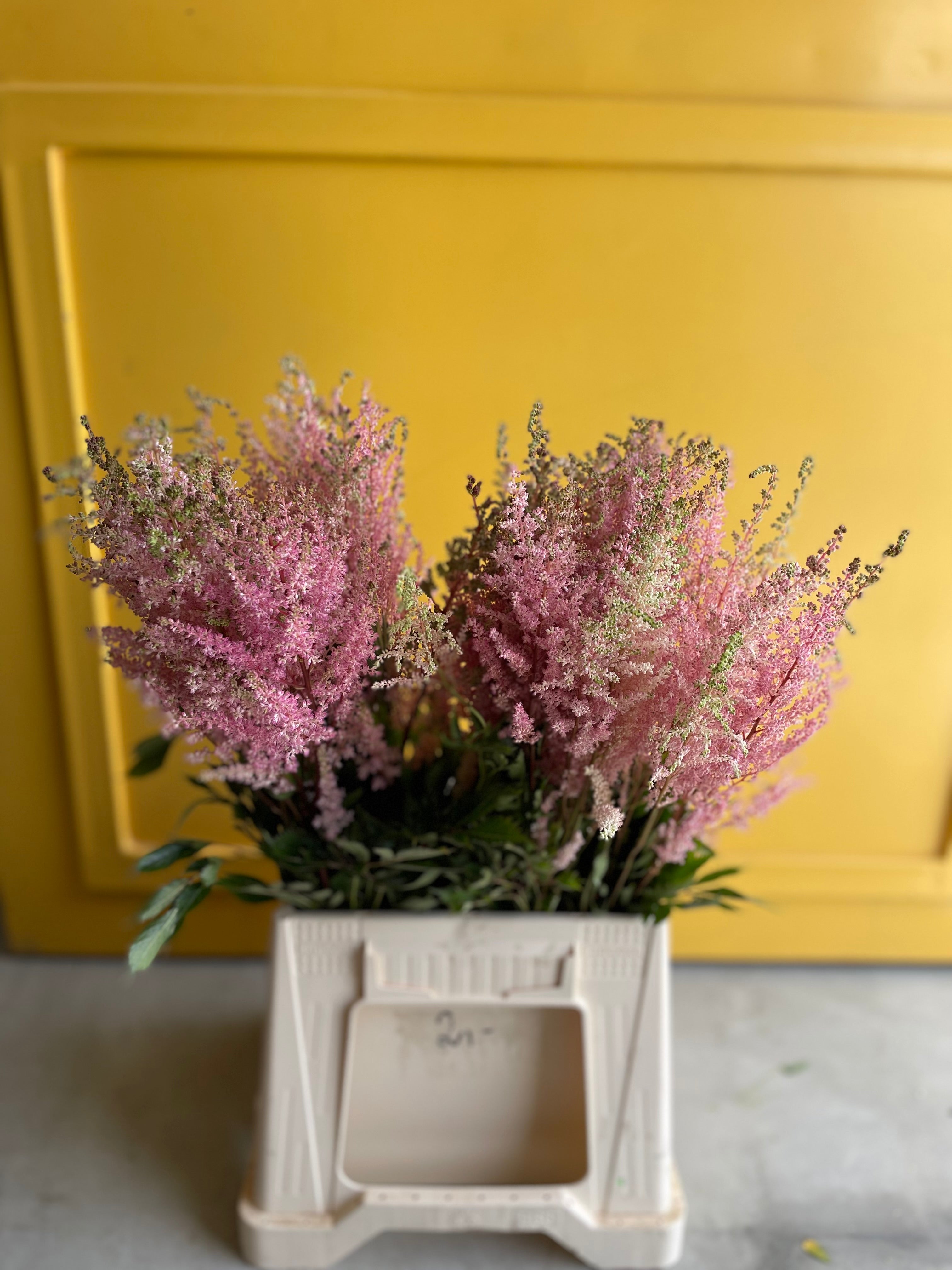 Astilbe Pink استلبي